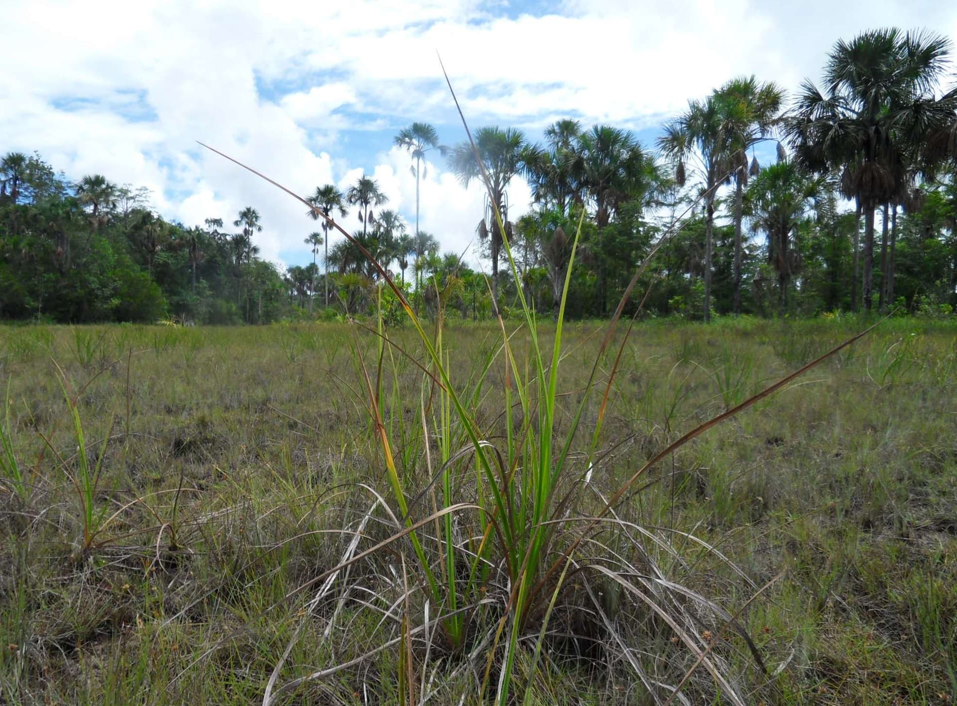 Aripo Savannas seasonally flooded savanna, Trinidad