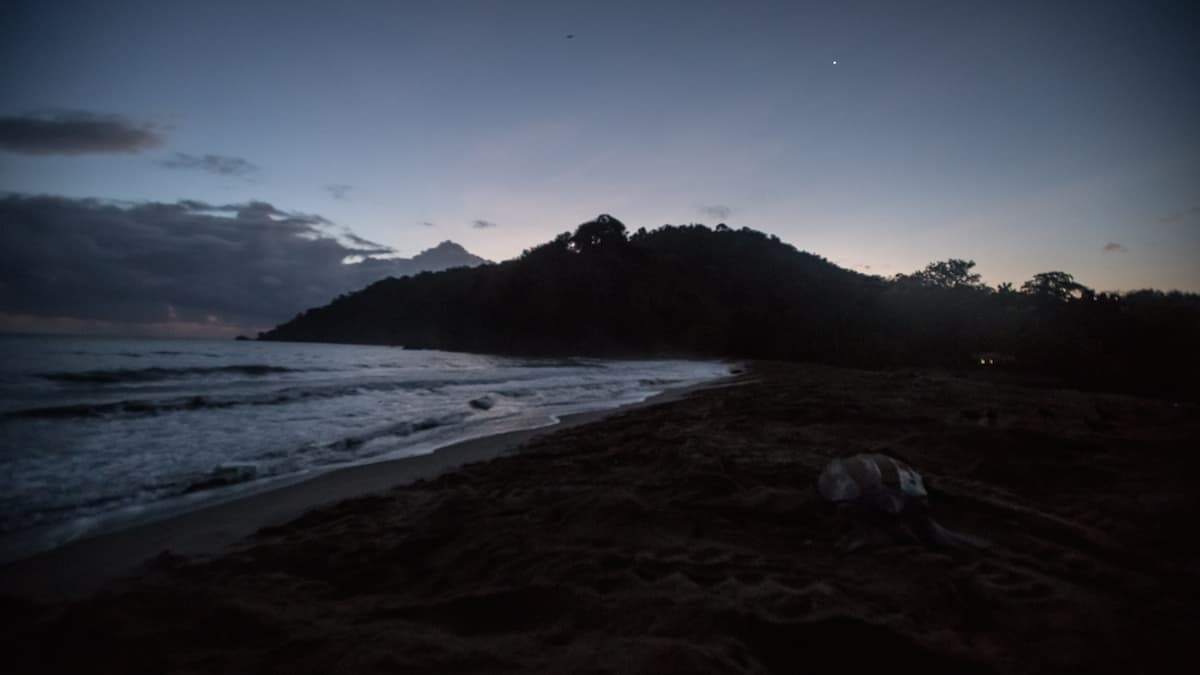 Leatherback sea turtle nesting on Grande Riviere beach at sunrise, Trinidad