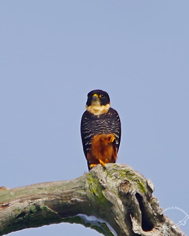 Bat Falcon (Falco rufigularis) perched, Rondônia, Brazil