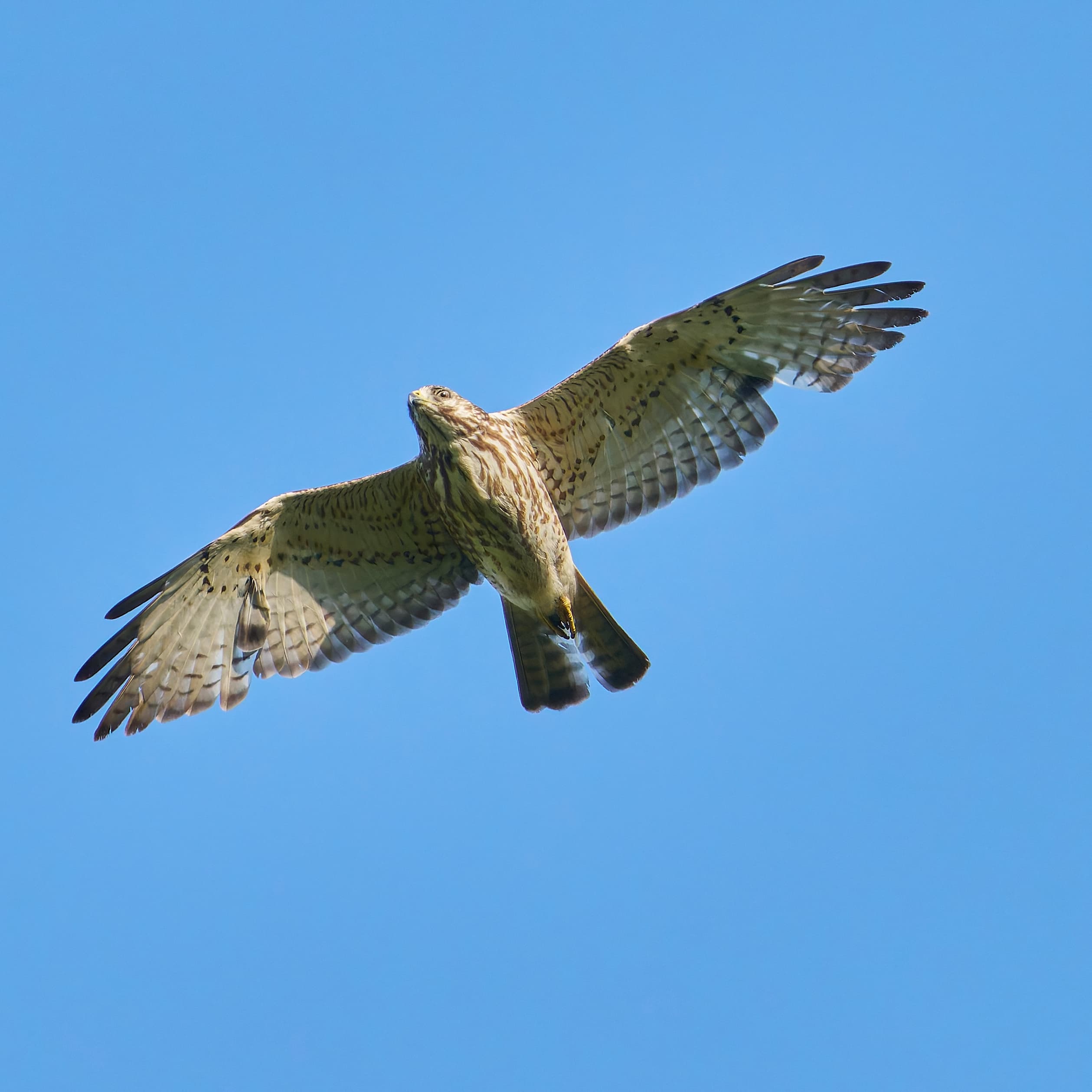 Broad-winged Hawk (Buteo platypterus) perched