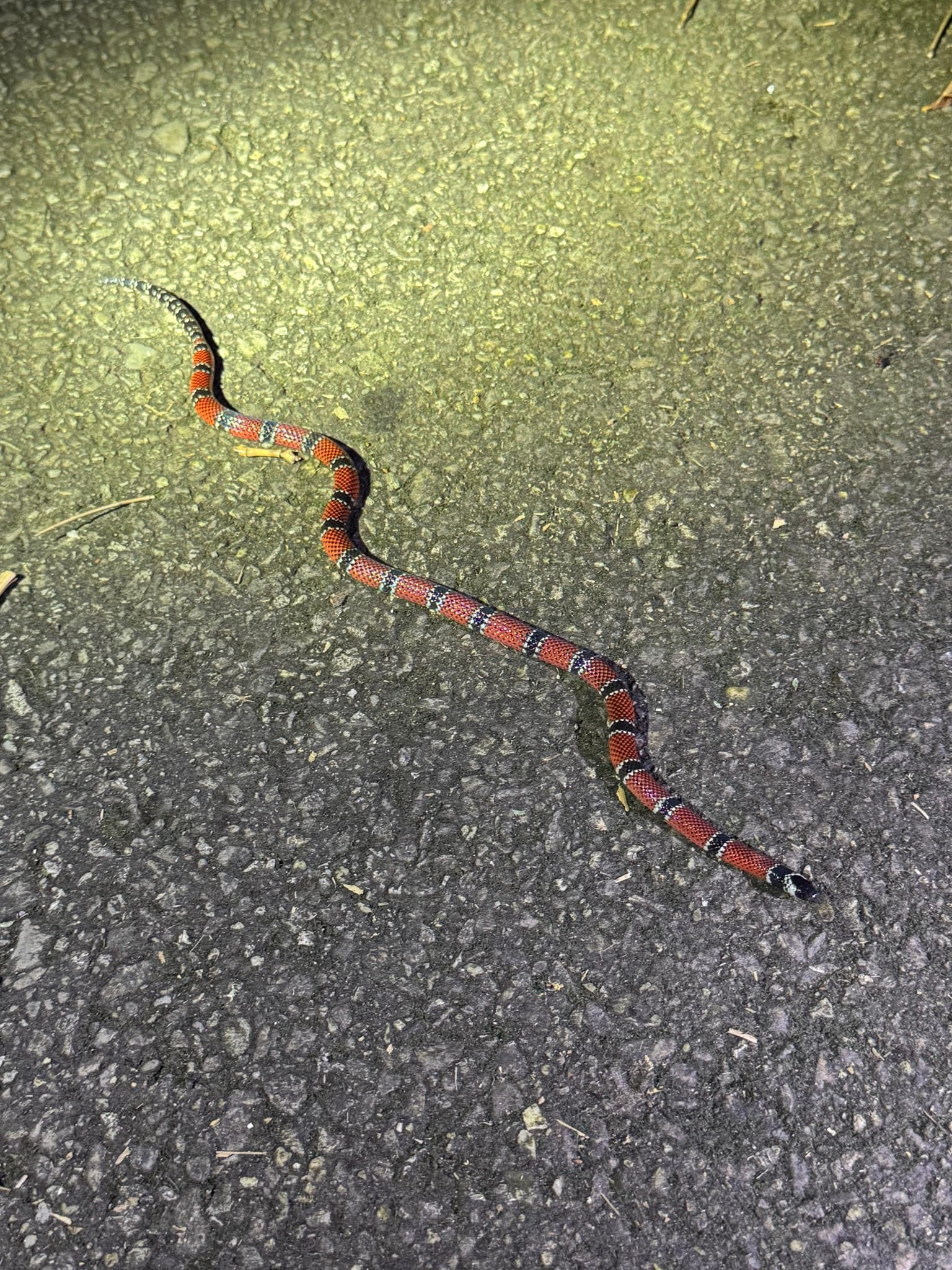 Trinidad Northern Coral Snake / Coreuil (Micrurus circinalis) in Trinidad