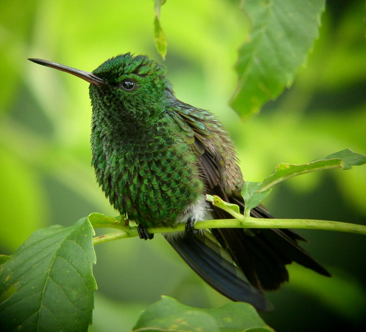 Copper-rumped Hummingbird (Saucerottia tobaci) perched at the Asa Wright Nature Centre, Trinidad