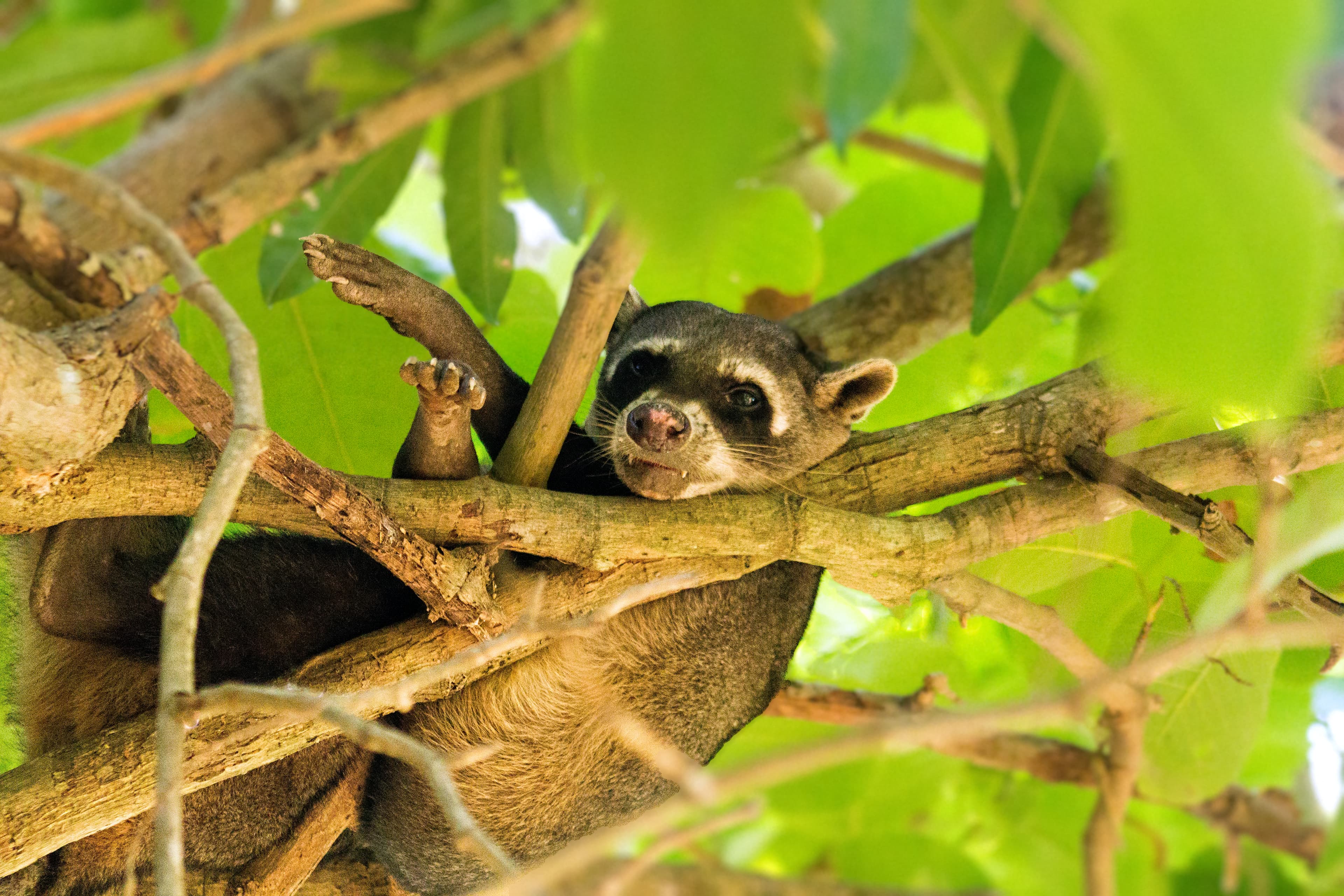 Crab-eating Raccoon (Procyon cancrivorus) in Venezuela