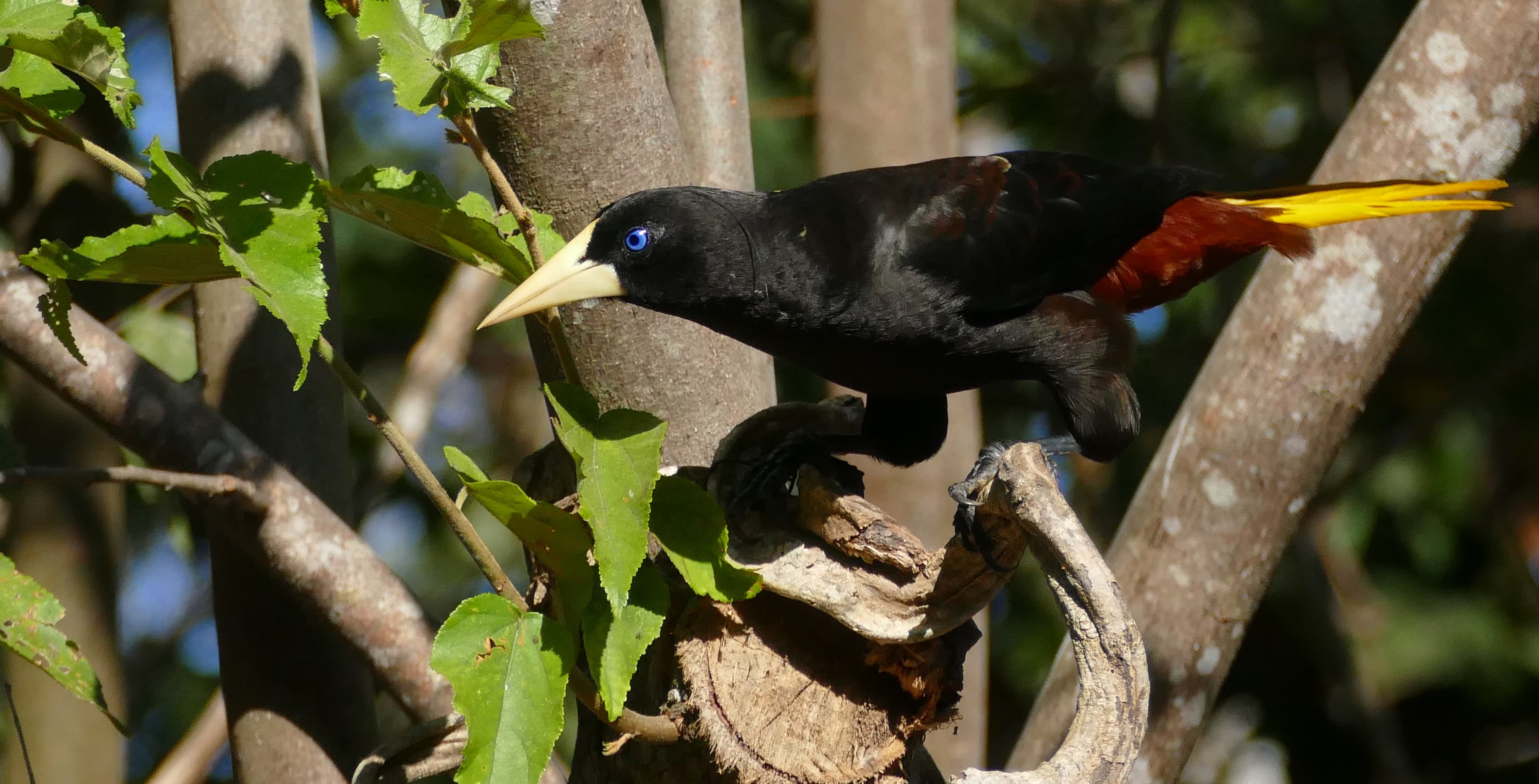 Crested Oropendola (Psarocolius decumanus) portrait