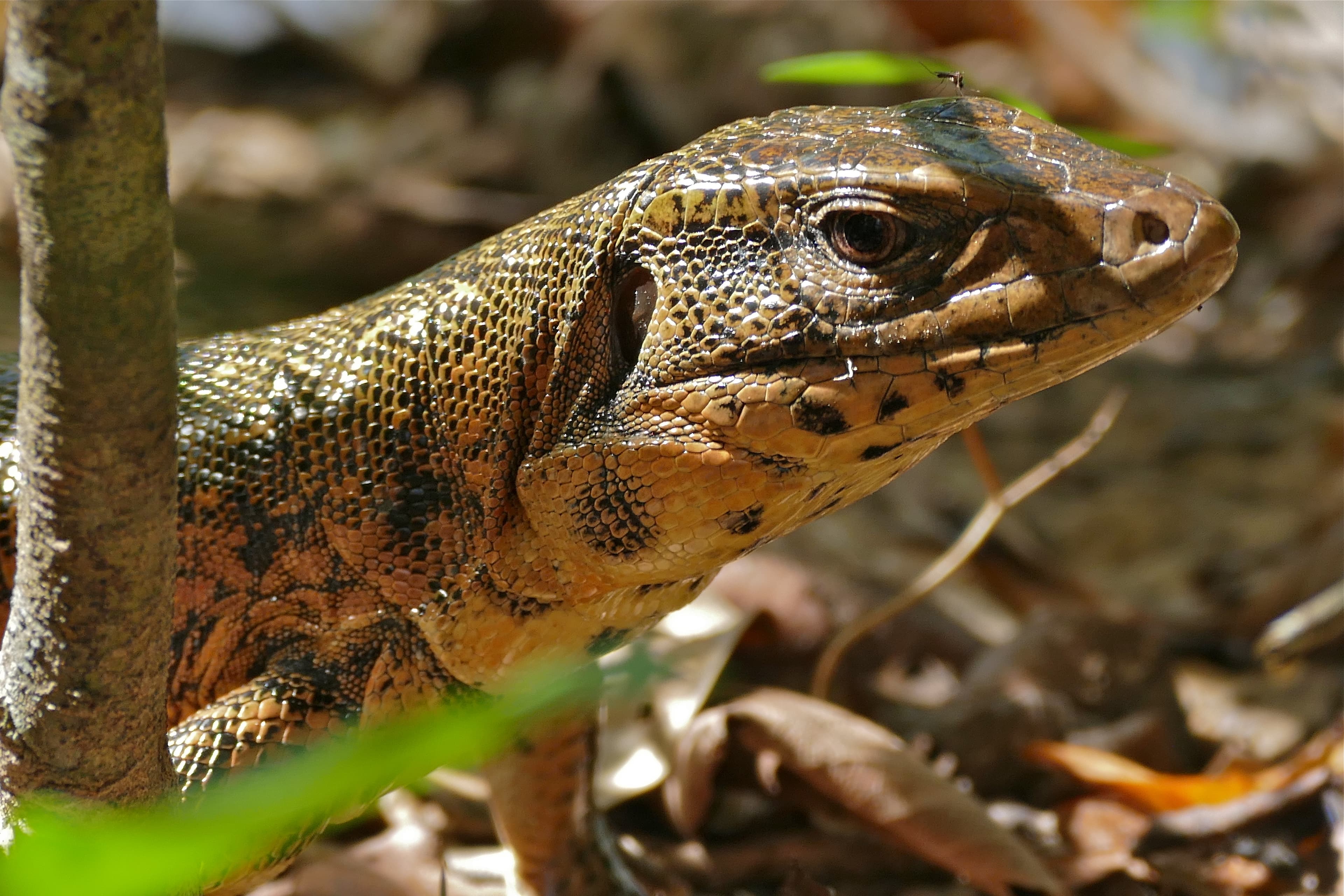 Golden Tegu (Tupinambis teguixin) lizard portrait