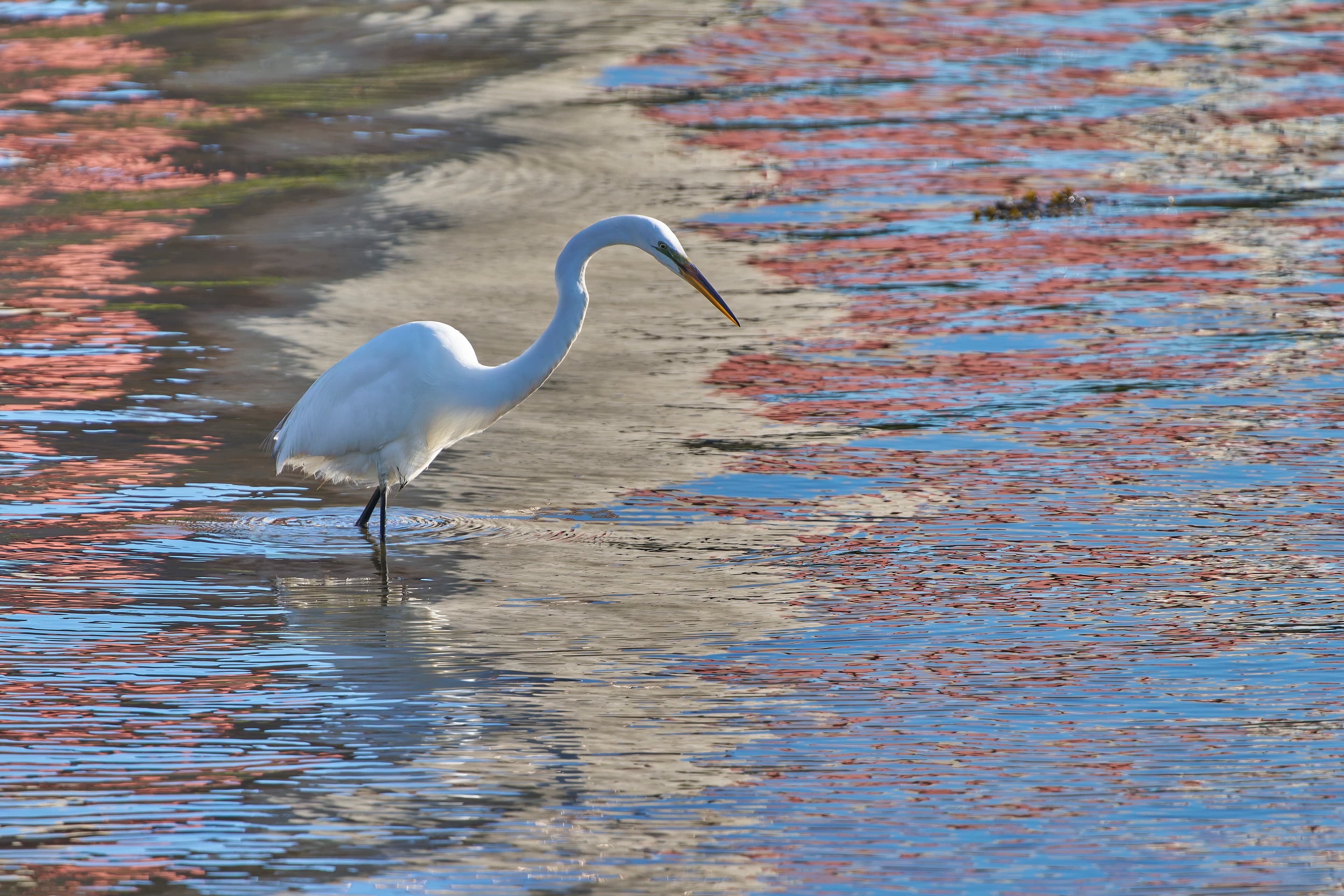 Great Egret (Ardea alba) at Long Wharf, USA