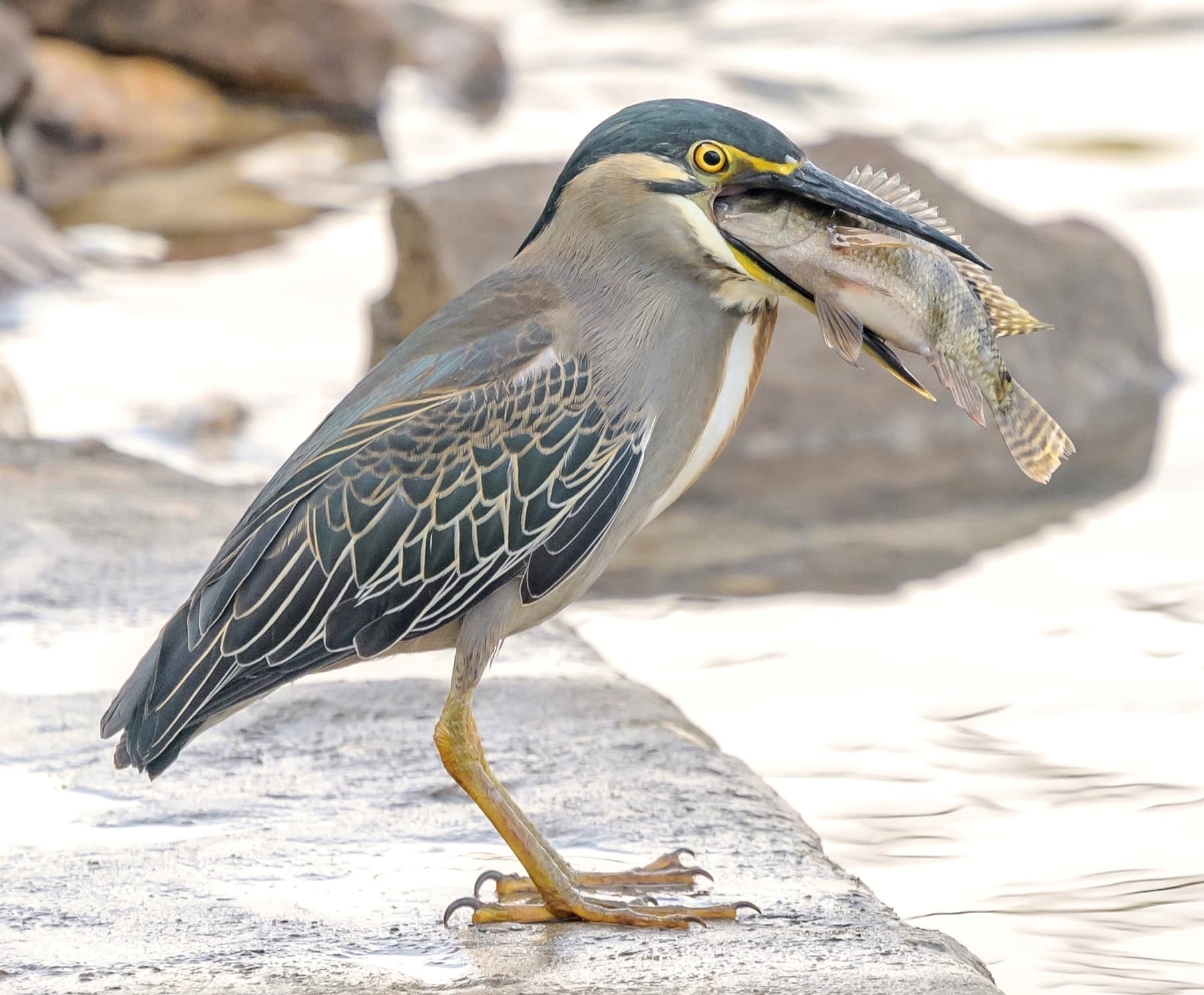 Green-backed (Striated) Heron (Butorides striata) portrait