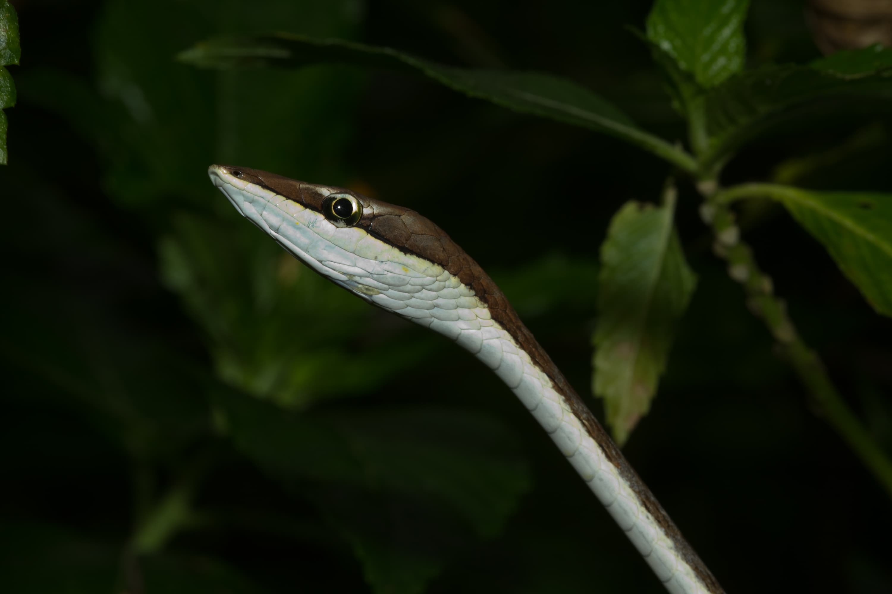 Horse Whip (Oxybelis aeneus) vine snake portrait