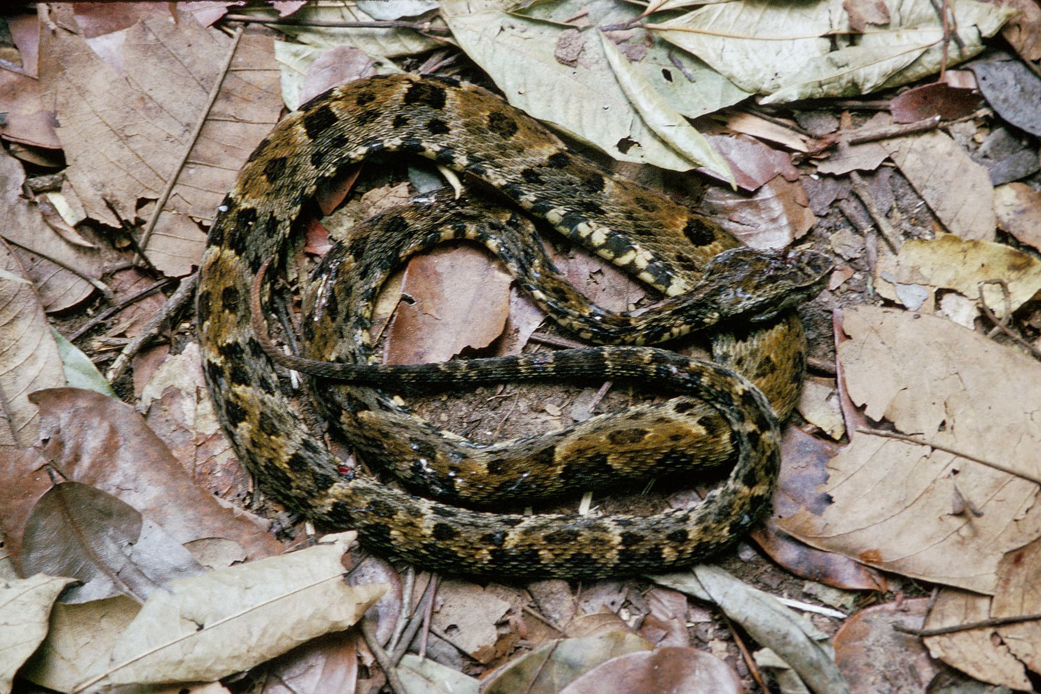 Mapepire Balsain / Fer-de-lance (Bothrops atrox) portrait