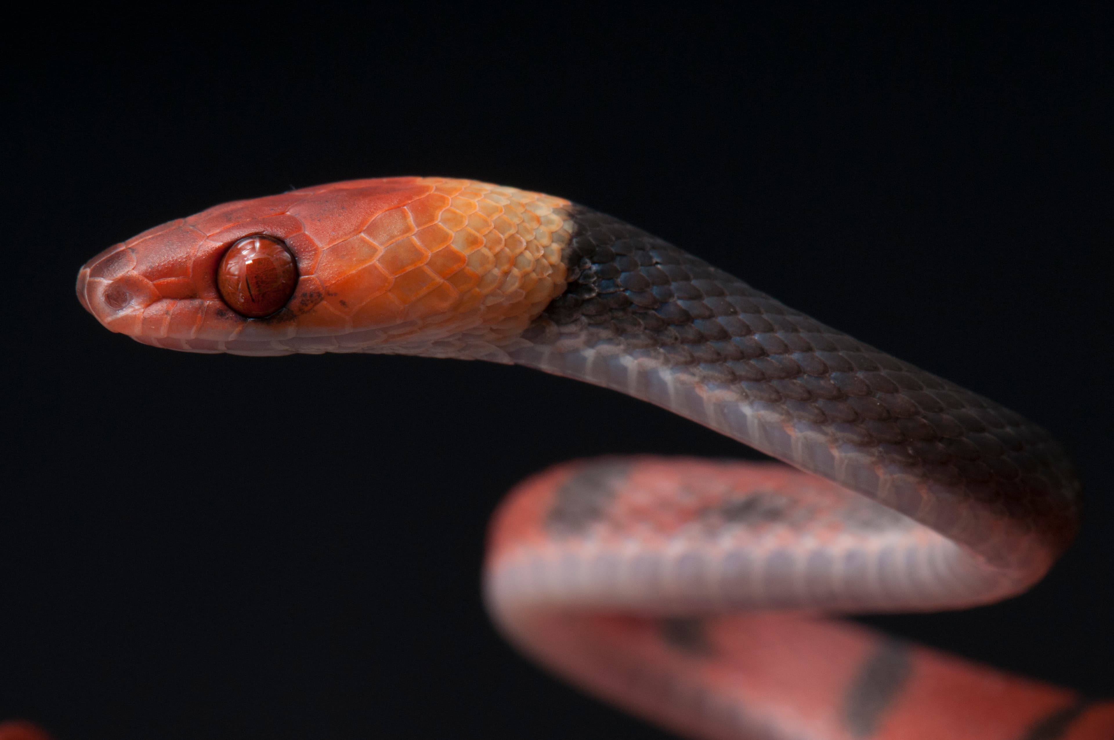 Mapepire de Fe (Siphlophis compressus) false coral snake
