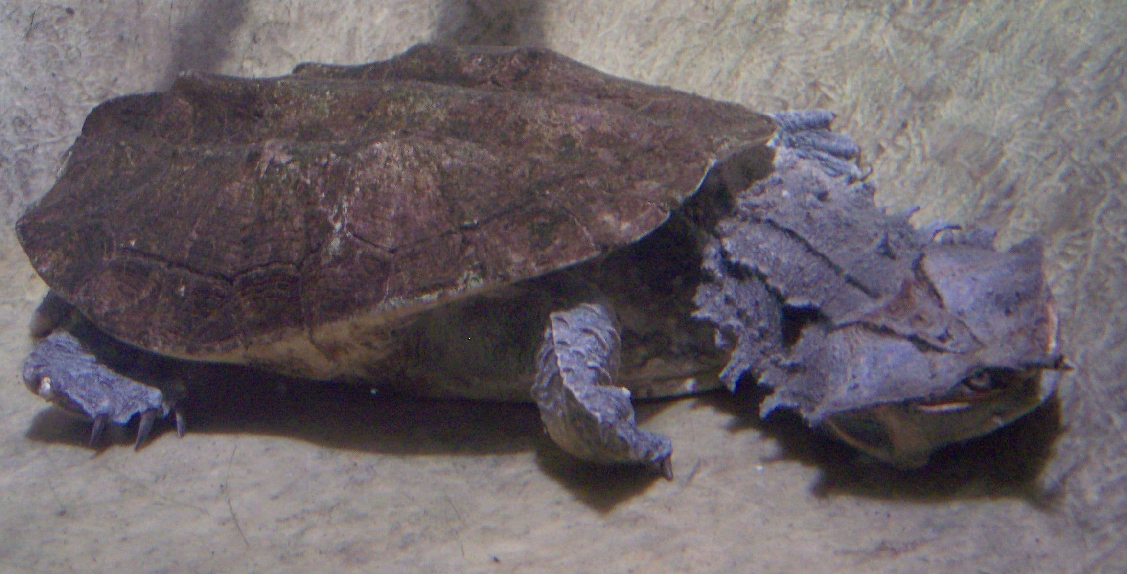 Mata-mata Turtle (Chelus fimbriatus) distinctive head portrait