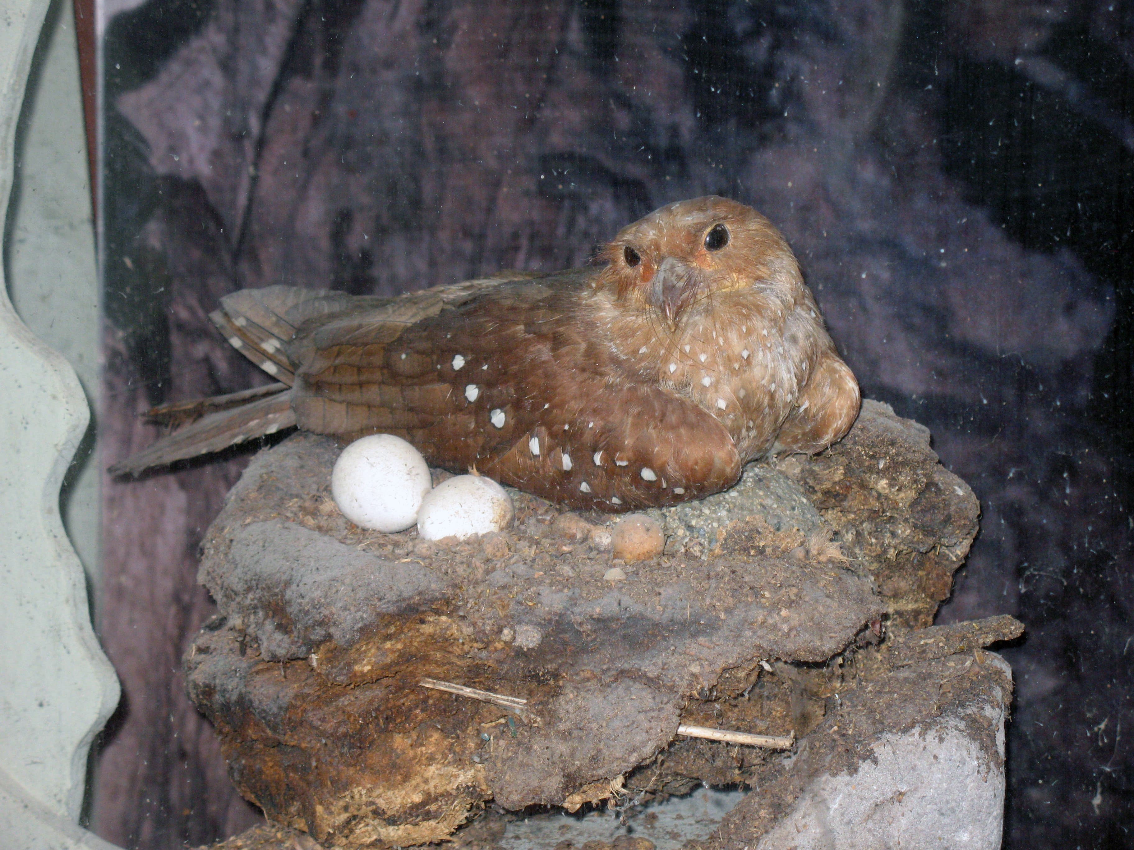 Oilbird (Diablotin, Steatornis caripensis) roosting in a cave in Caripe, Venezuela