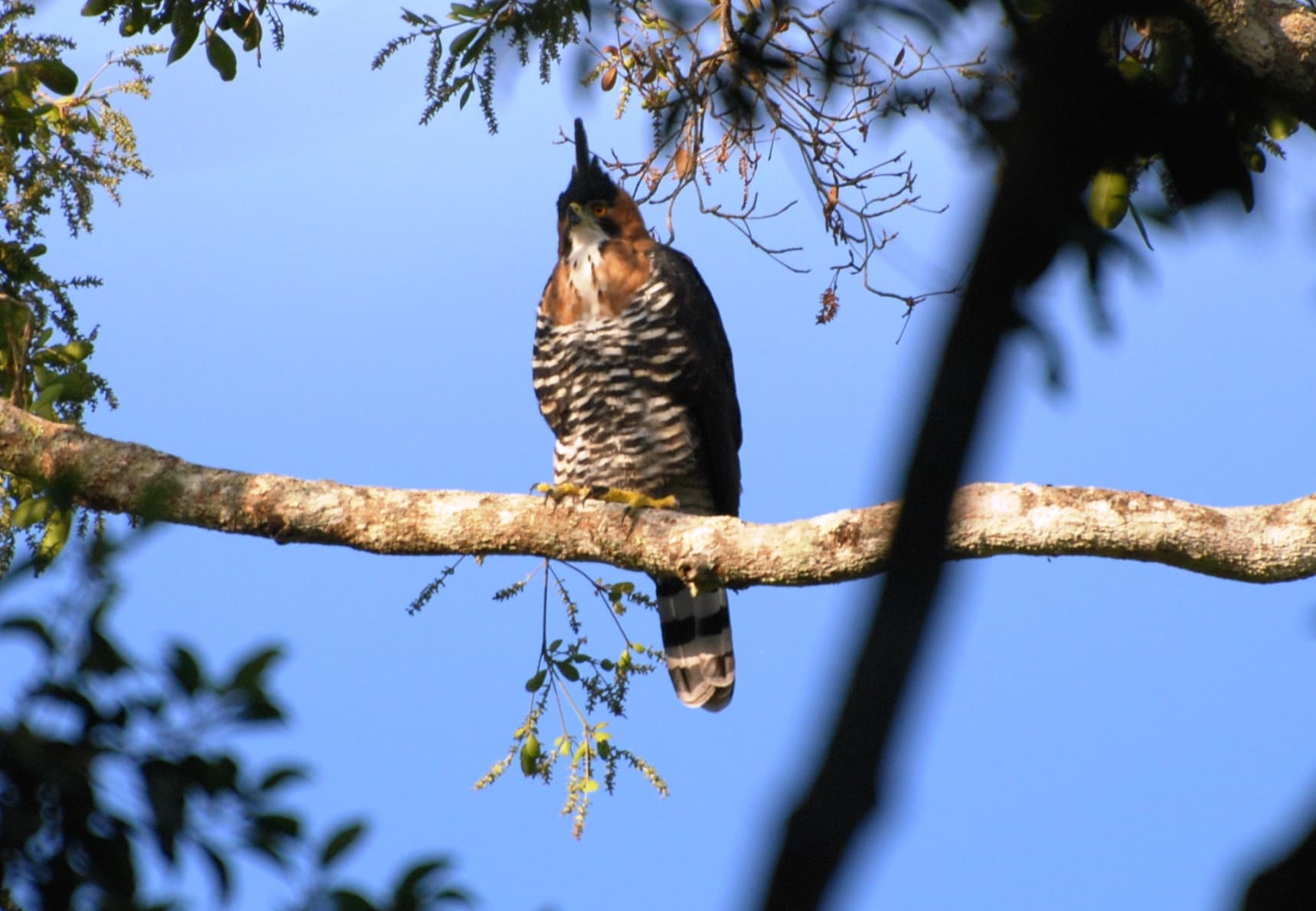 Ornate Hawk-Eagle (Spizaetus ornatus) at Calakmul, Mexico