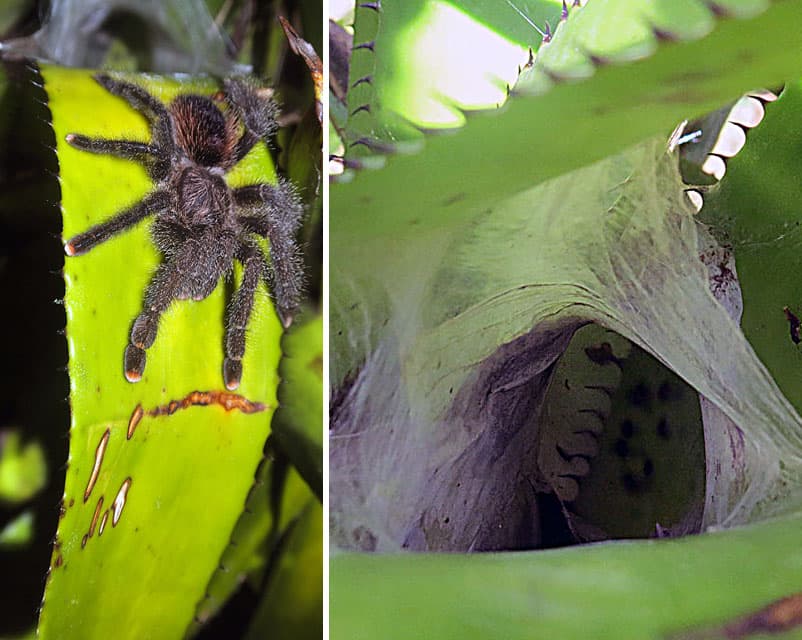 Pink-toed Tarantula (Avicularia avicularia) in Trinidad