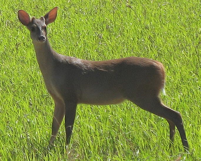 Red Brocket Deer (Mazama americana) portrait