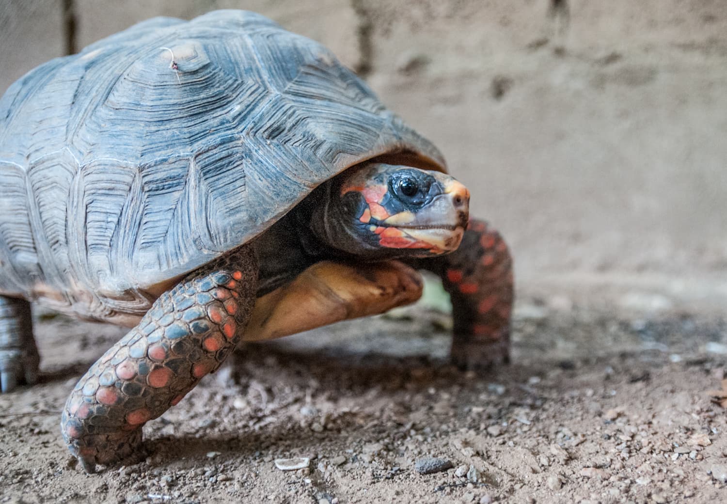 Wild Red-footed Tortoise (Chelonoidis carbonarius) on Margarita Island, Venezuela