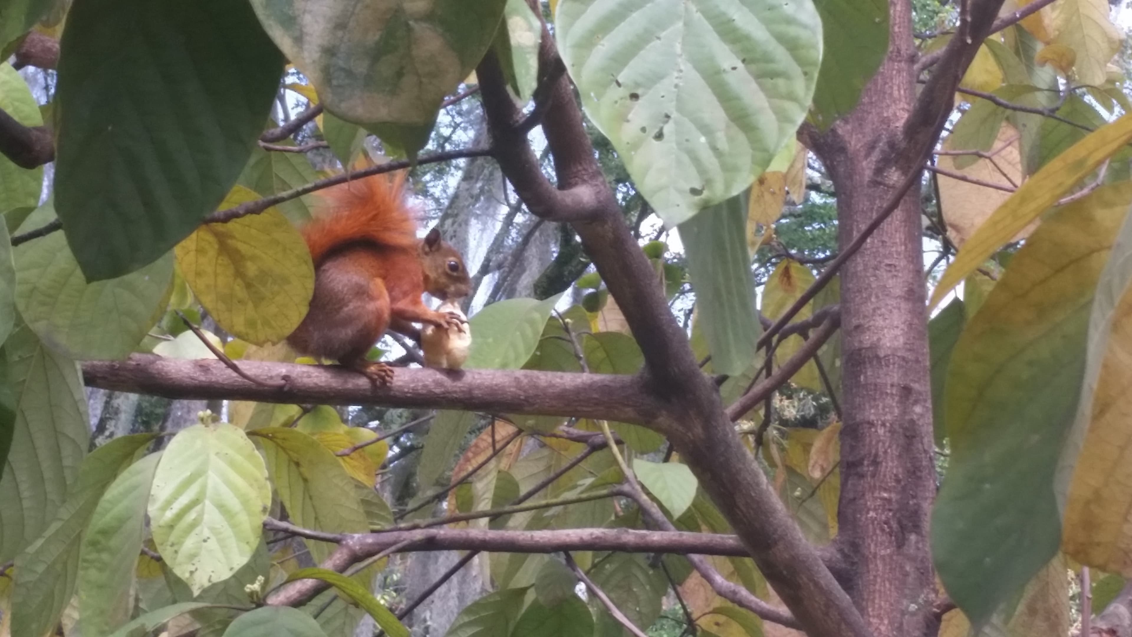 Red-tailed Squirrel (Sciurus granatensis) in natural habitat