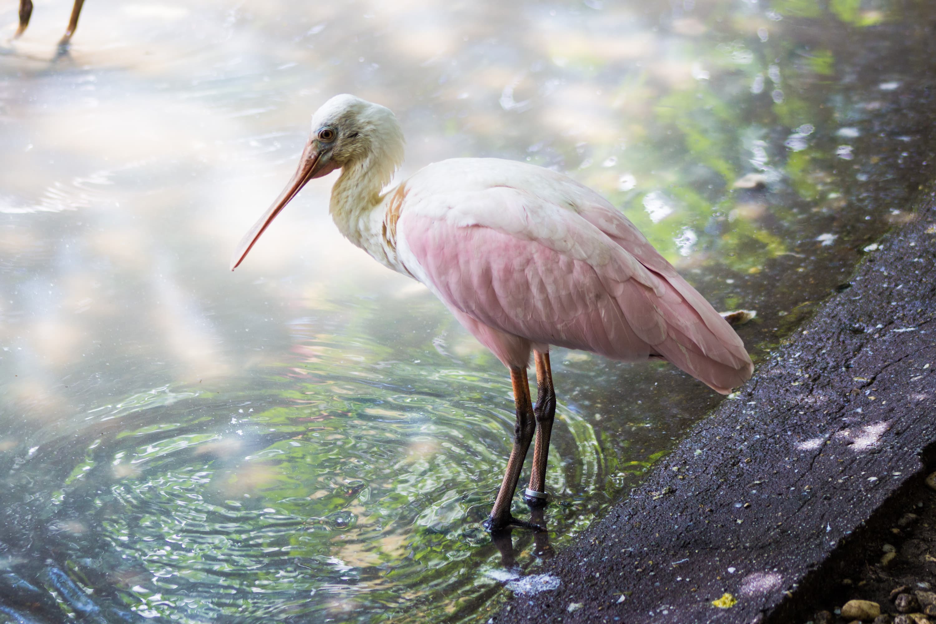 Roseate Spoonbill (Platalea ajaja) in Belém, Brazil