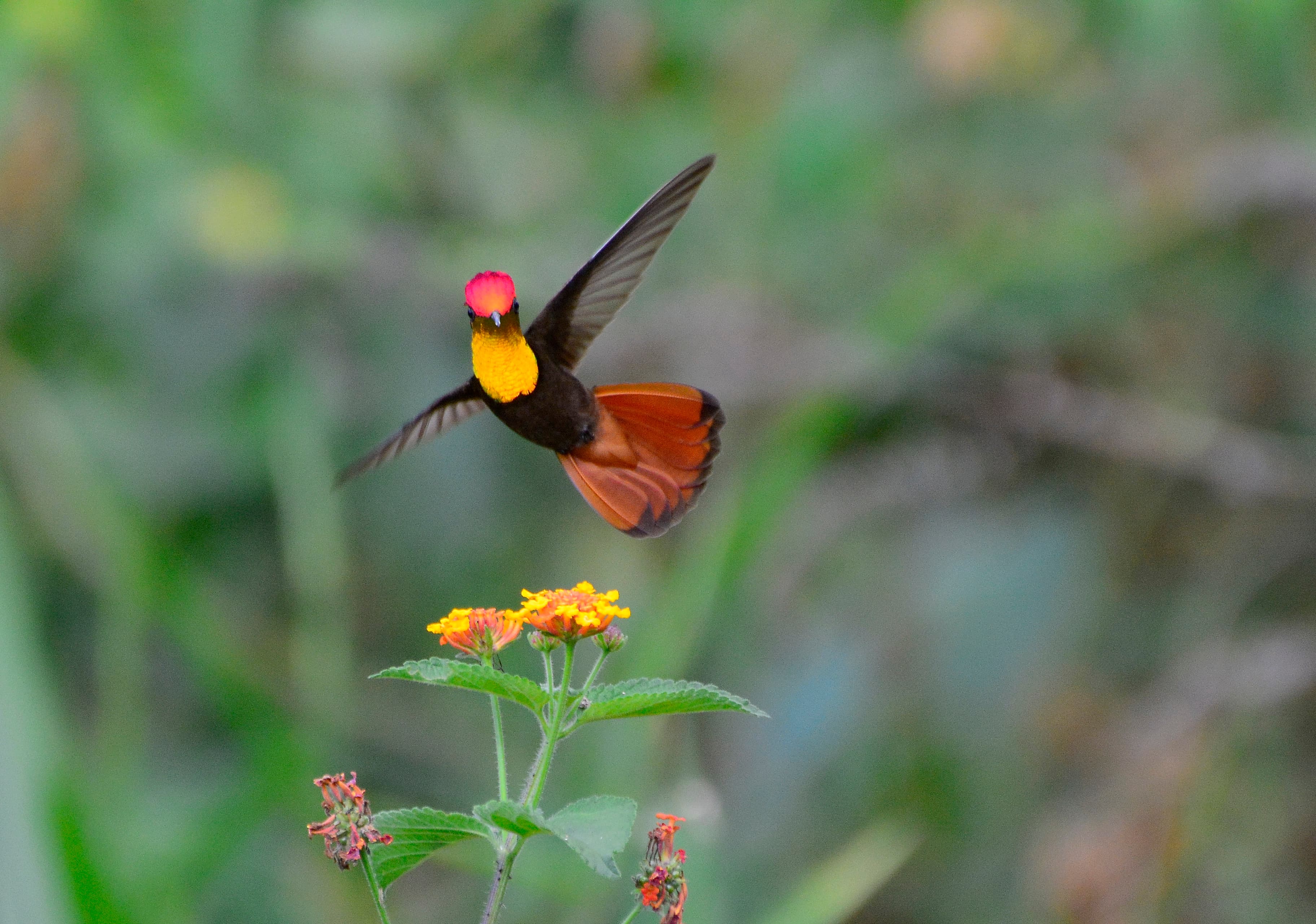 Ruby-topaz Hummingbird (Chrysolampis mosquitus) male, RPPN Frei Caneca, Brazil