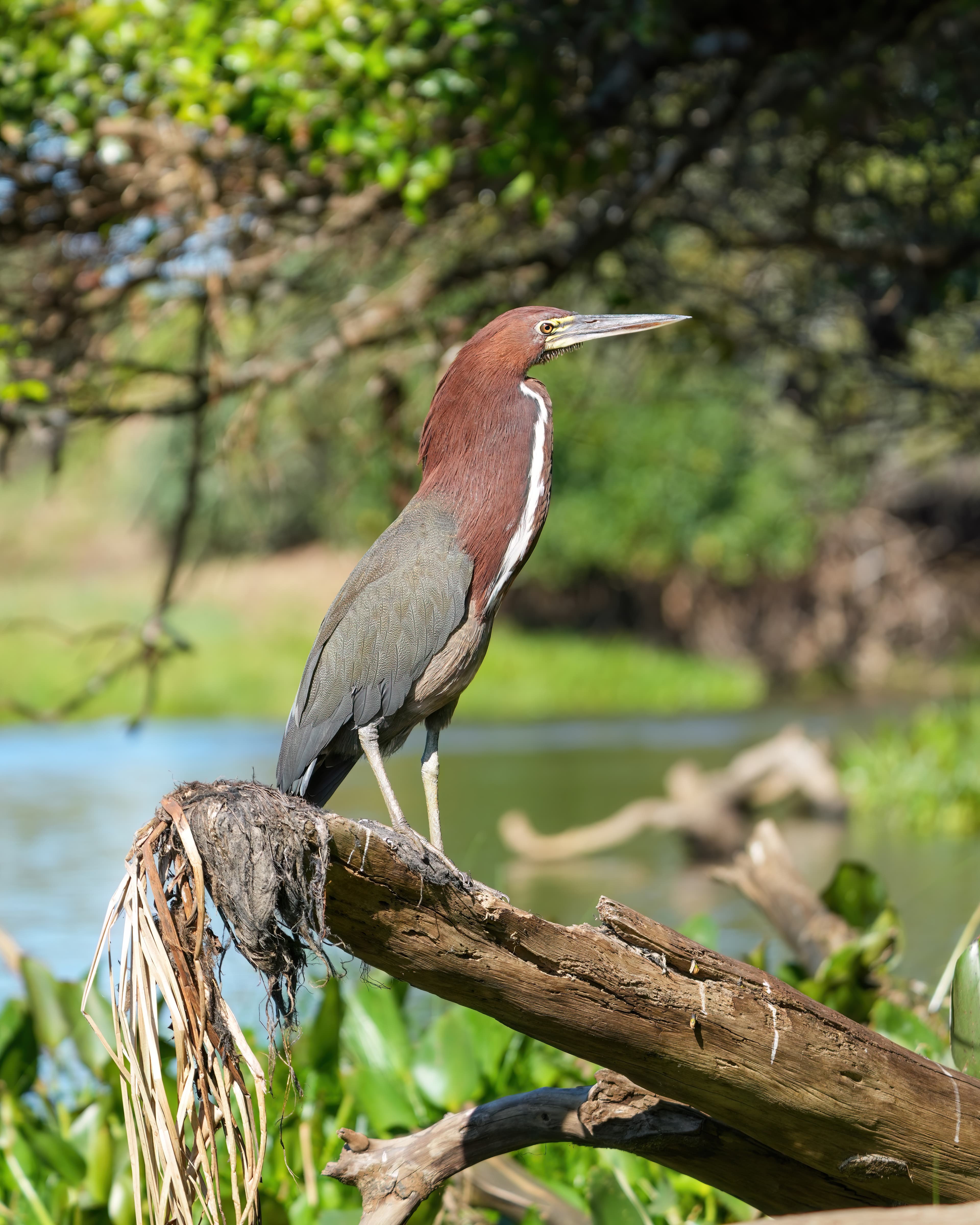 Rufescent Tiger Heron (Tigrisoma lineatum), Encontro das Águas, Brazil