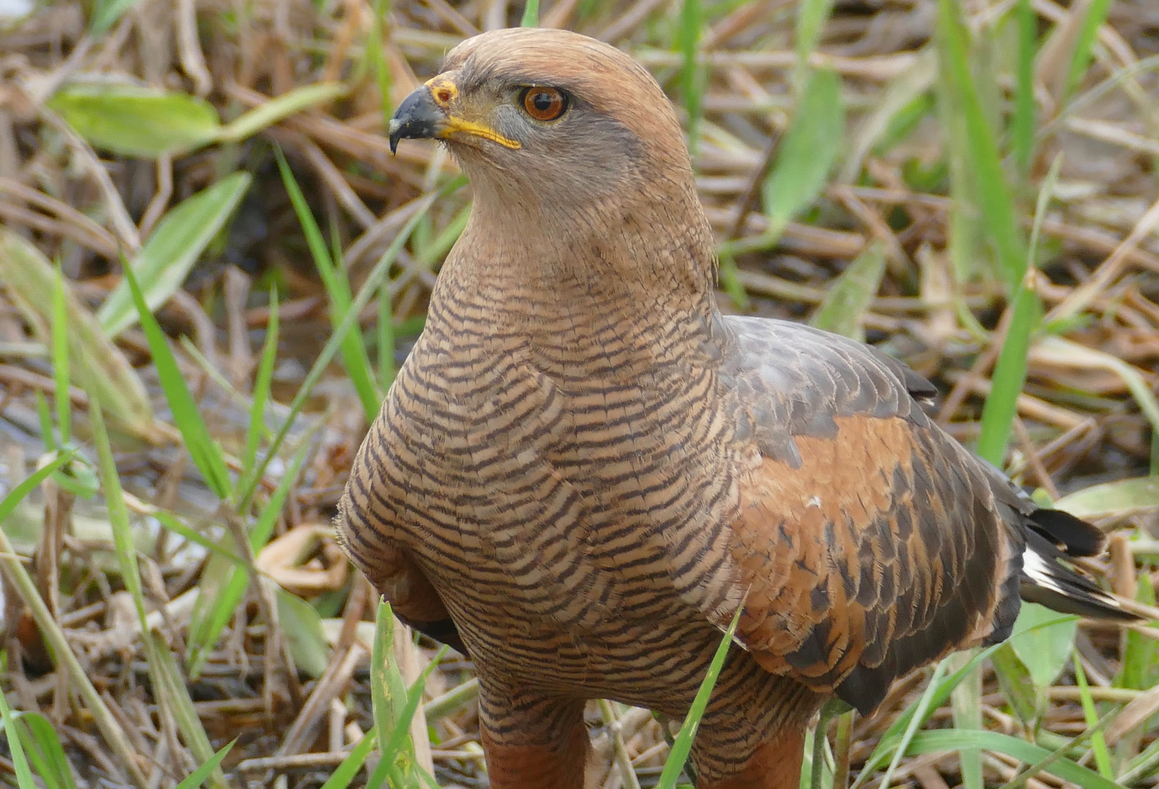 Savanna Hawk (Buteogallus meridionalis) in Colombia