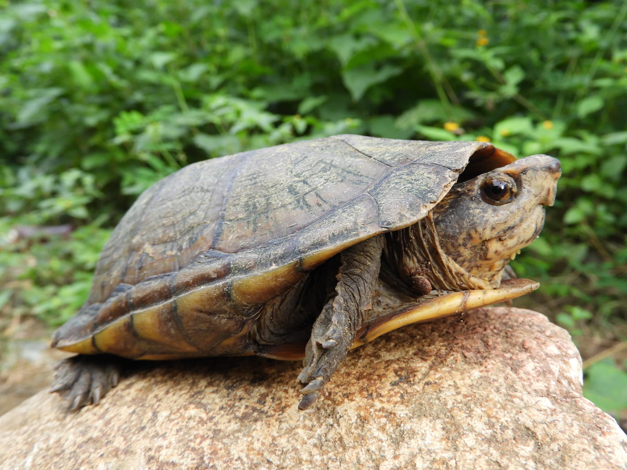 Scorpion Mud Turtle (Kinosternon scorpioides scorpioides) resting on a rock in Colombia