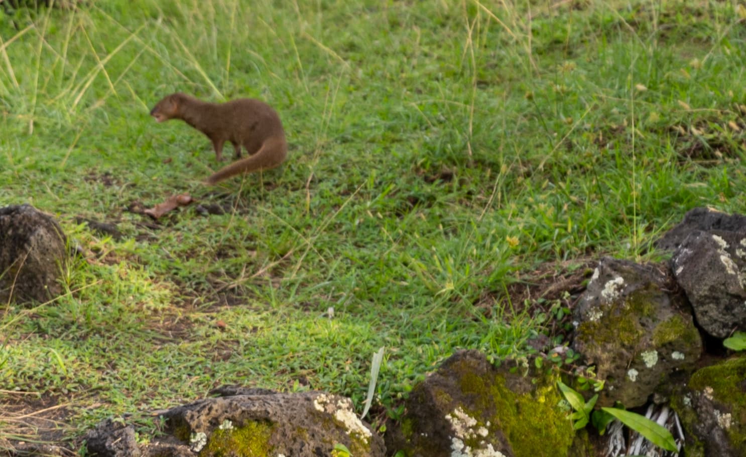 Small Indian Mongoose (Herpestes auropunctatus) in Hawaii