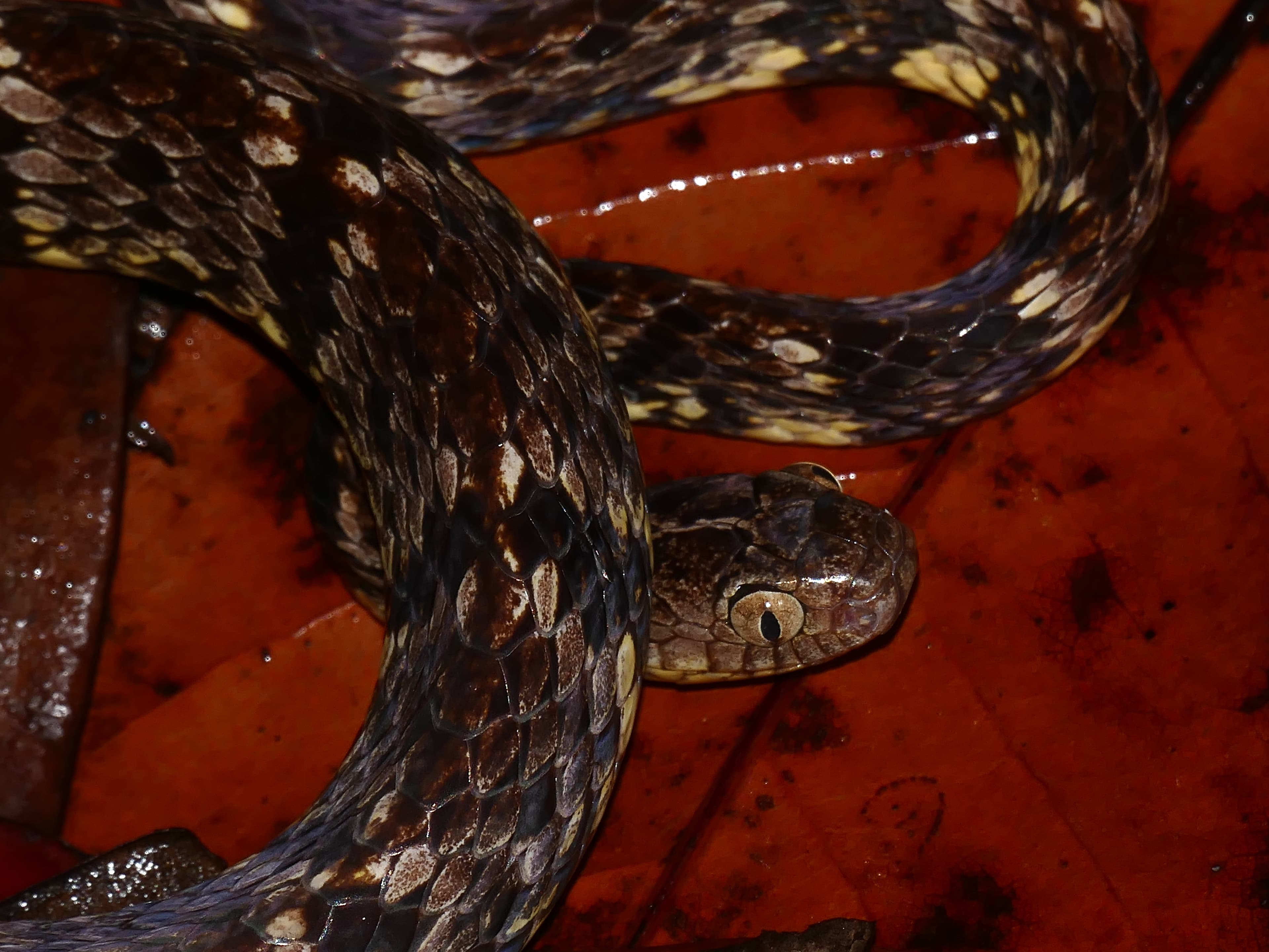 Snail-Eating Snake (Dipsas variegata) portrait