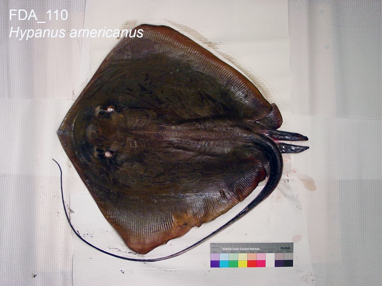 Southern Stingray (Hypanus americanus) portrait