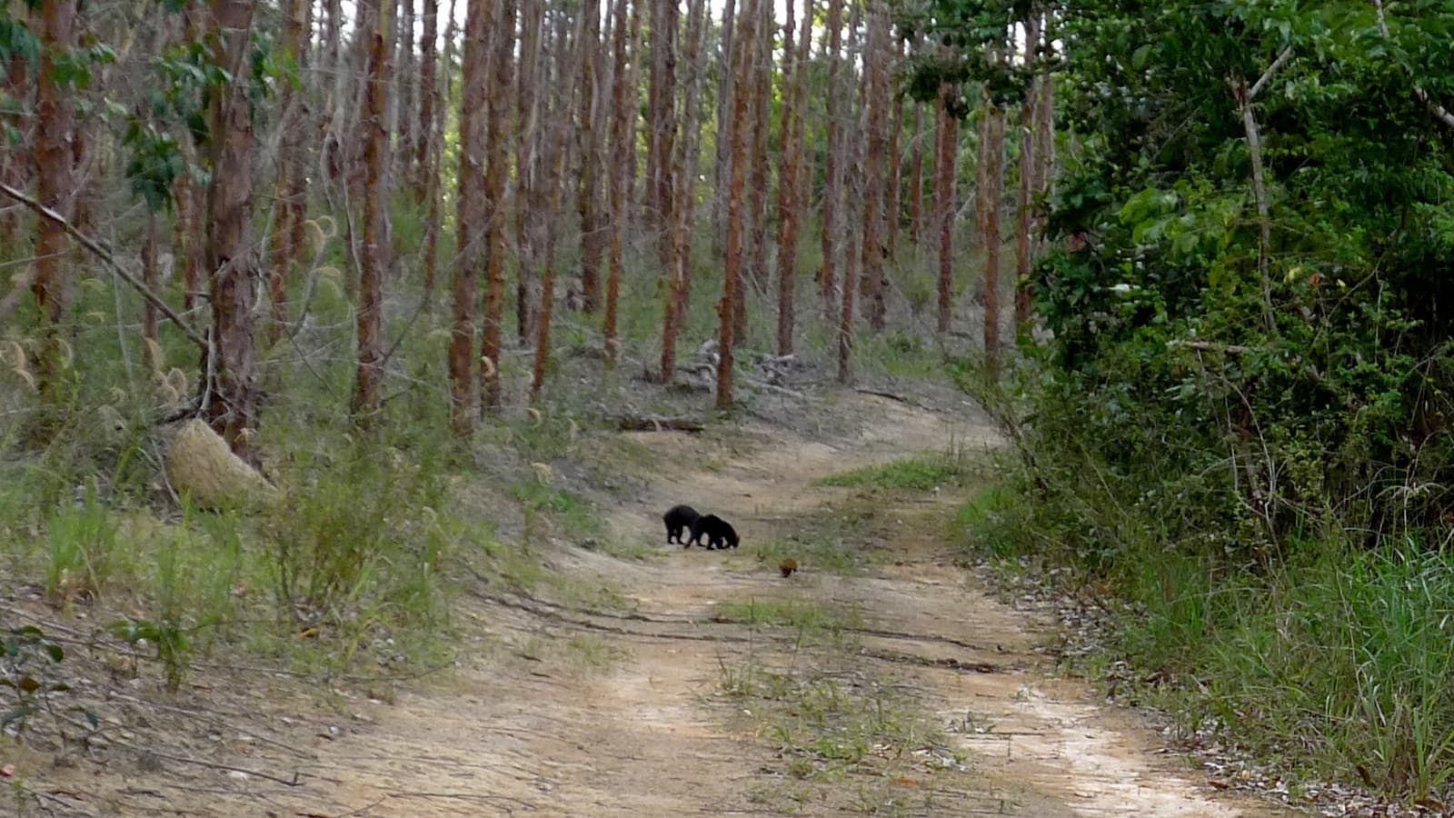 Tayra (Eira barbara) in Bahia, Brazil