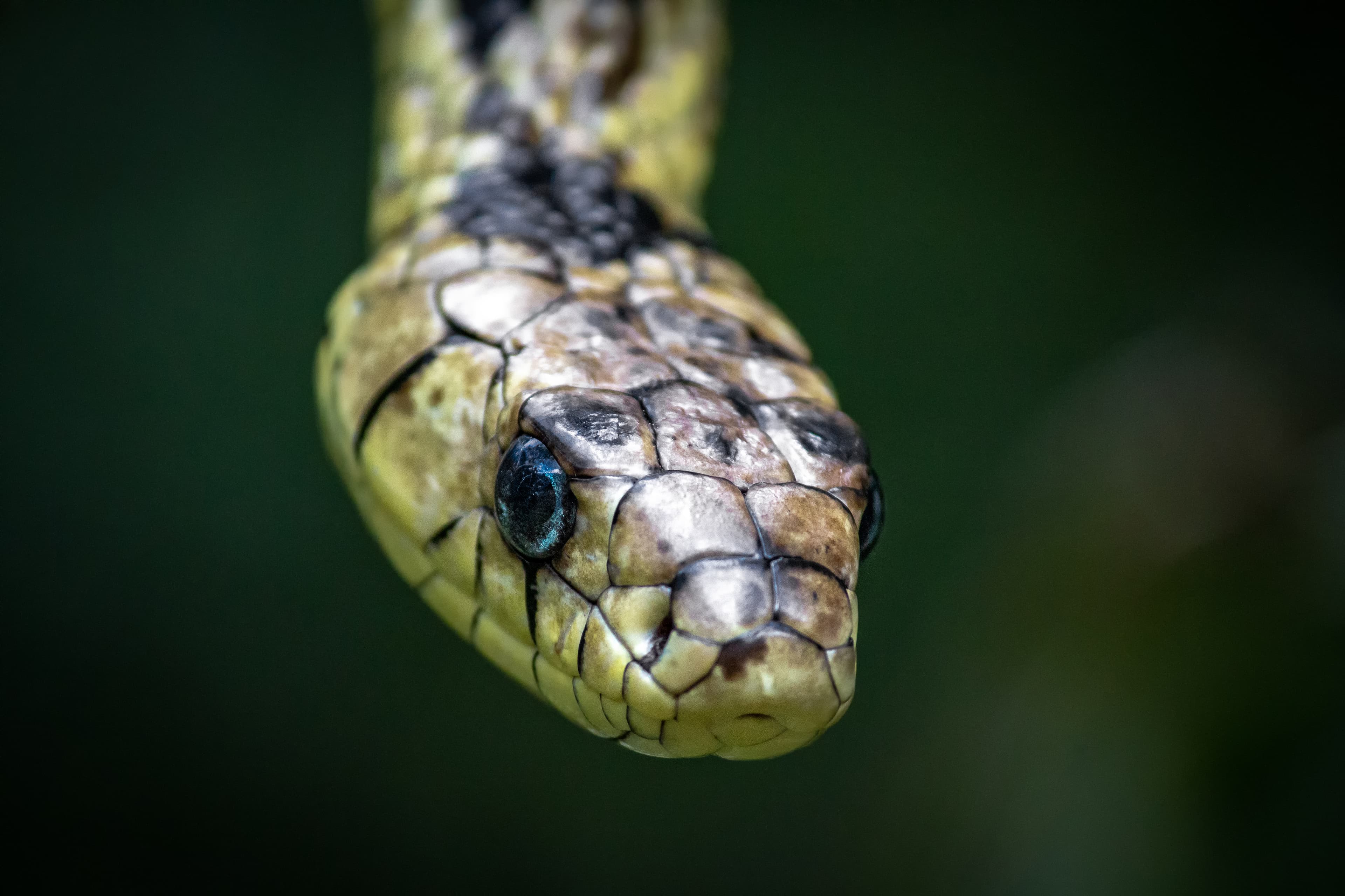 Tigre (Spilotes pullatus) yellow-and-black serpent