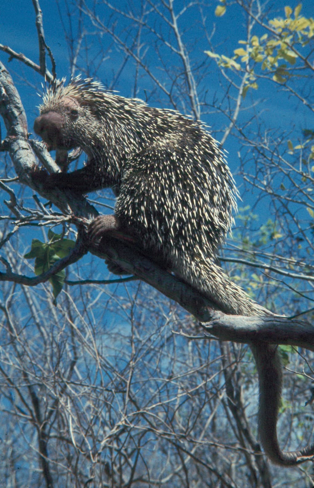 Prehensile-tailed Tree Porcupine (Coendou prehensilis) in a tree