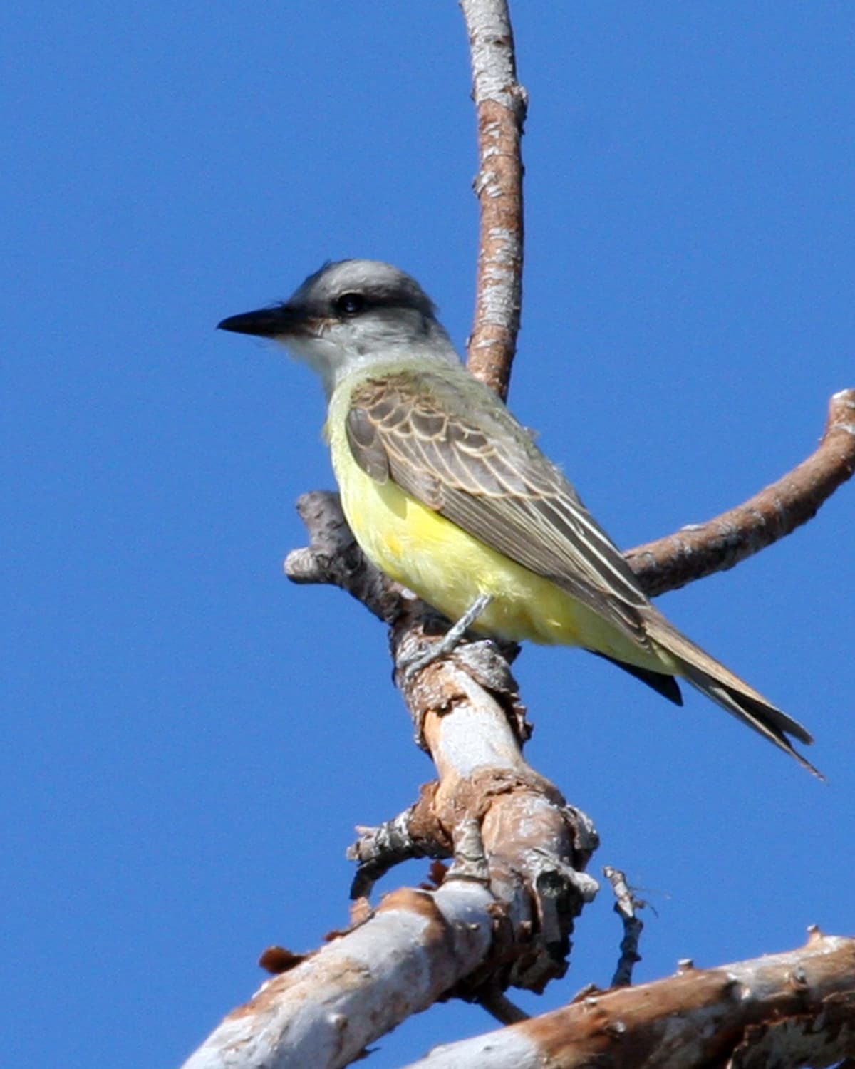 Tropical Kingbird (Tyrannus melancholicus) perched