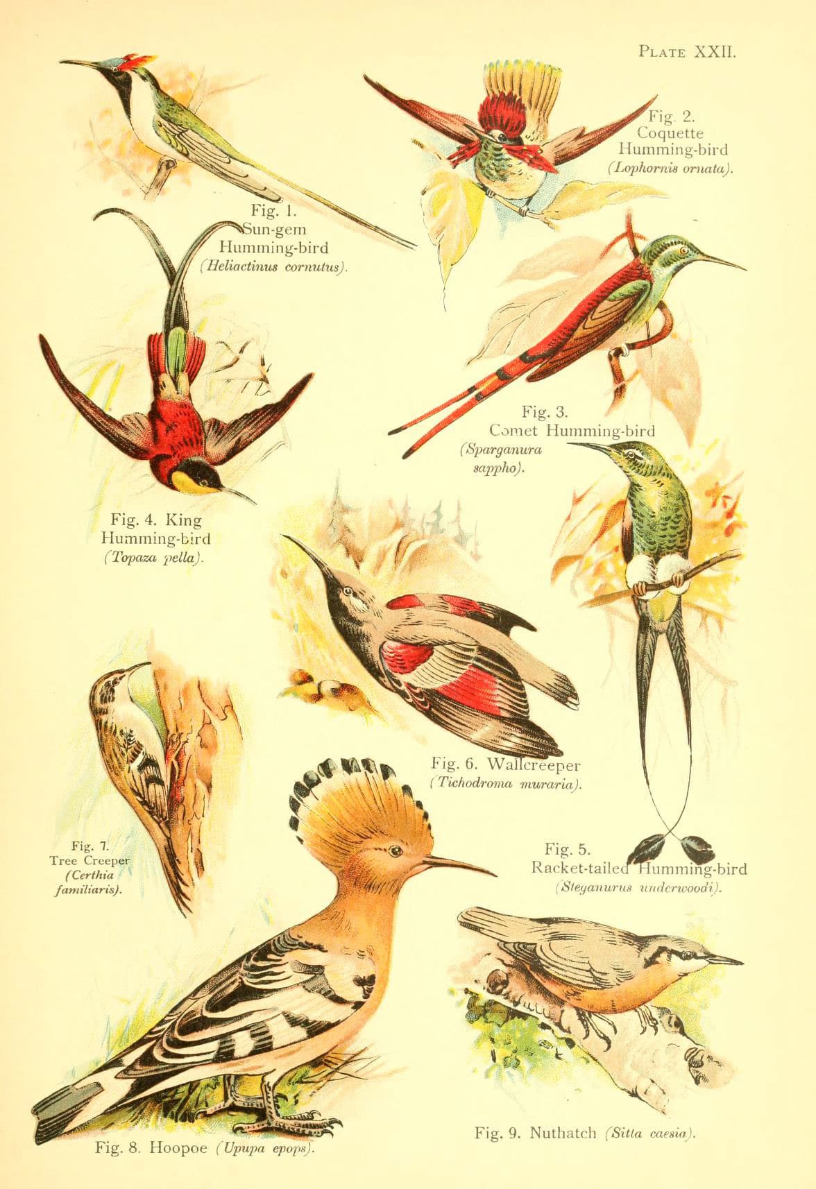 Tufted Coquette (Lophornis ornata) historical illustration