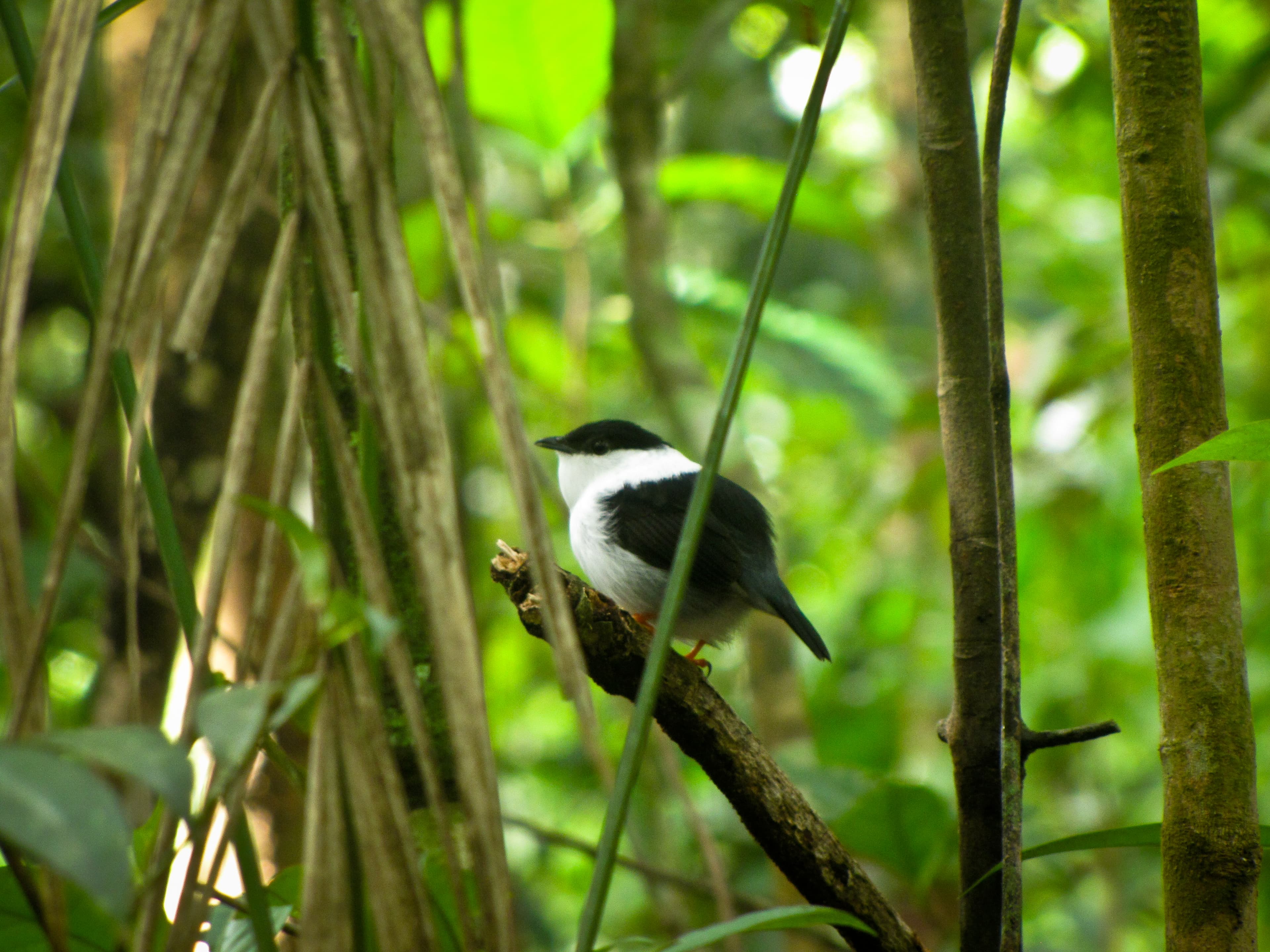 White-bearded Manakin (Manacus manacus) at Asa Wright Nature Centre, Northern Range, Trinidad