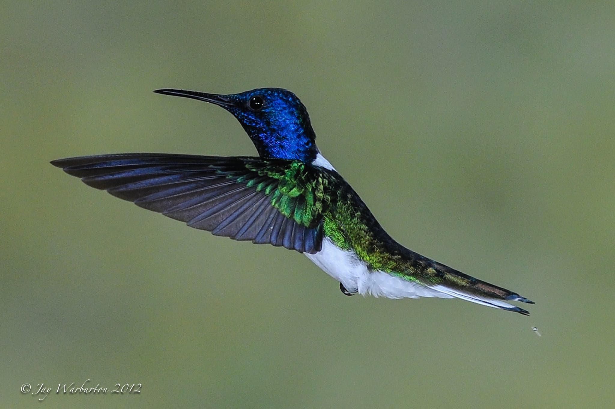 White-necked Jacobin (Florisuga mellivora) male hummingbird