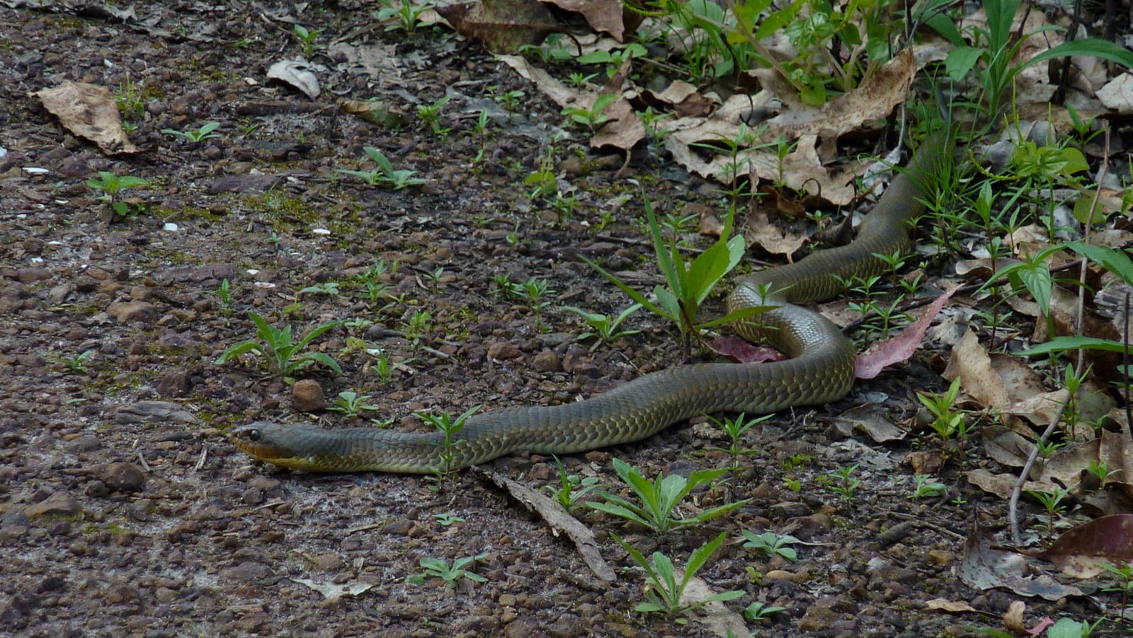 Yellow-Belly Puffing Snake (Pseustes sulphureus) in Bahia, Brazil