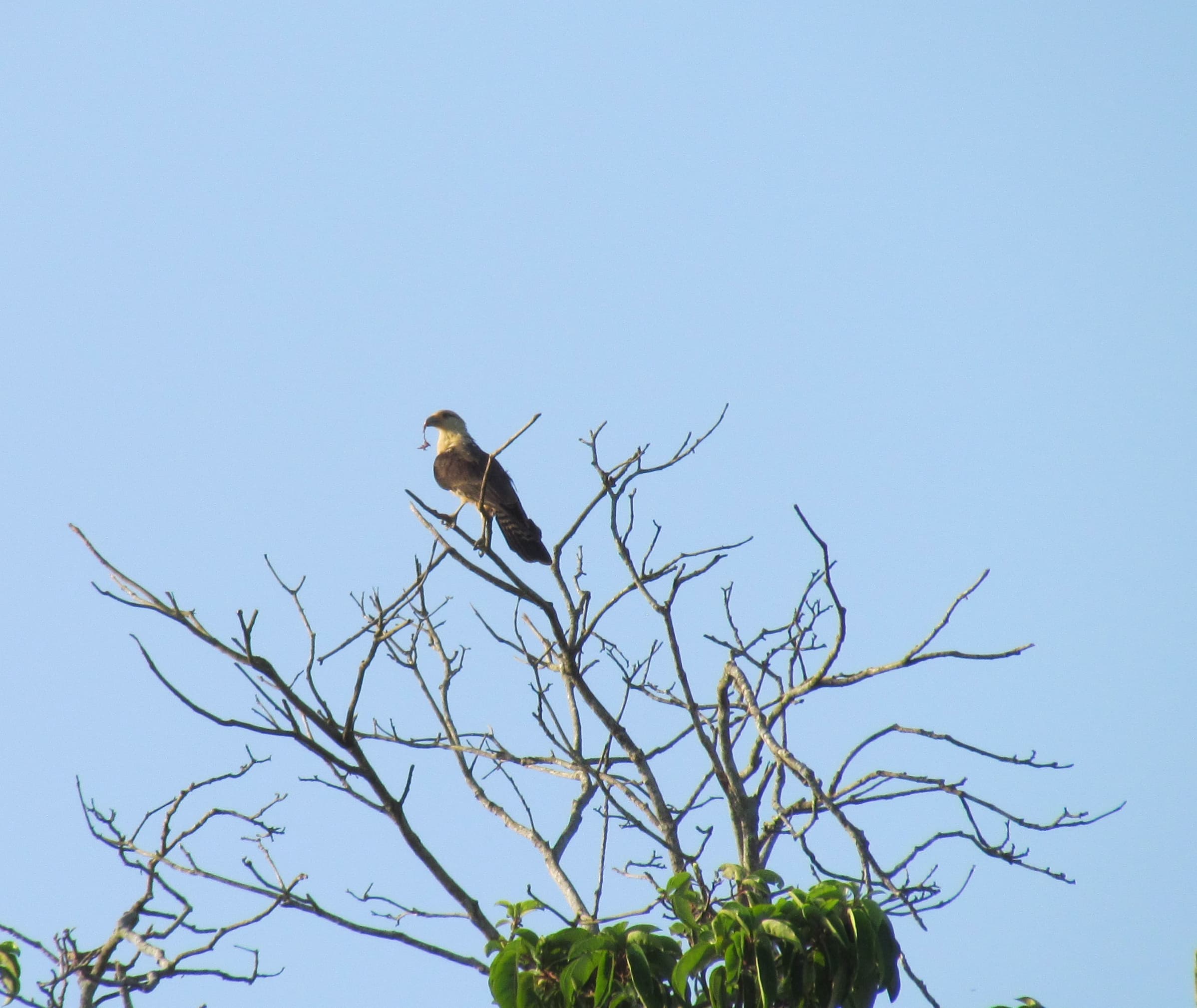 Yellow-headed Caracara (Milvago chimachima) with prey