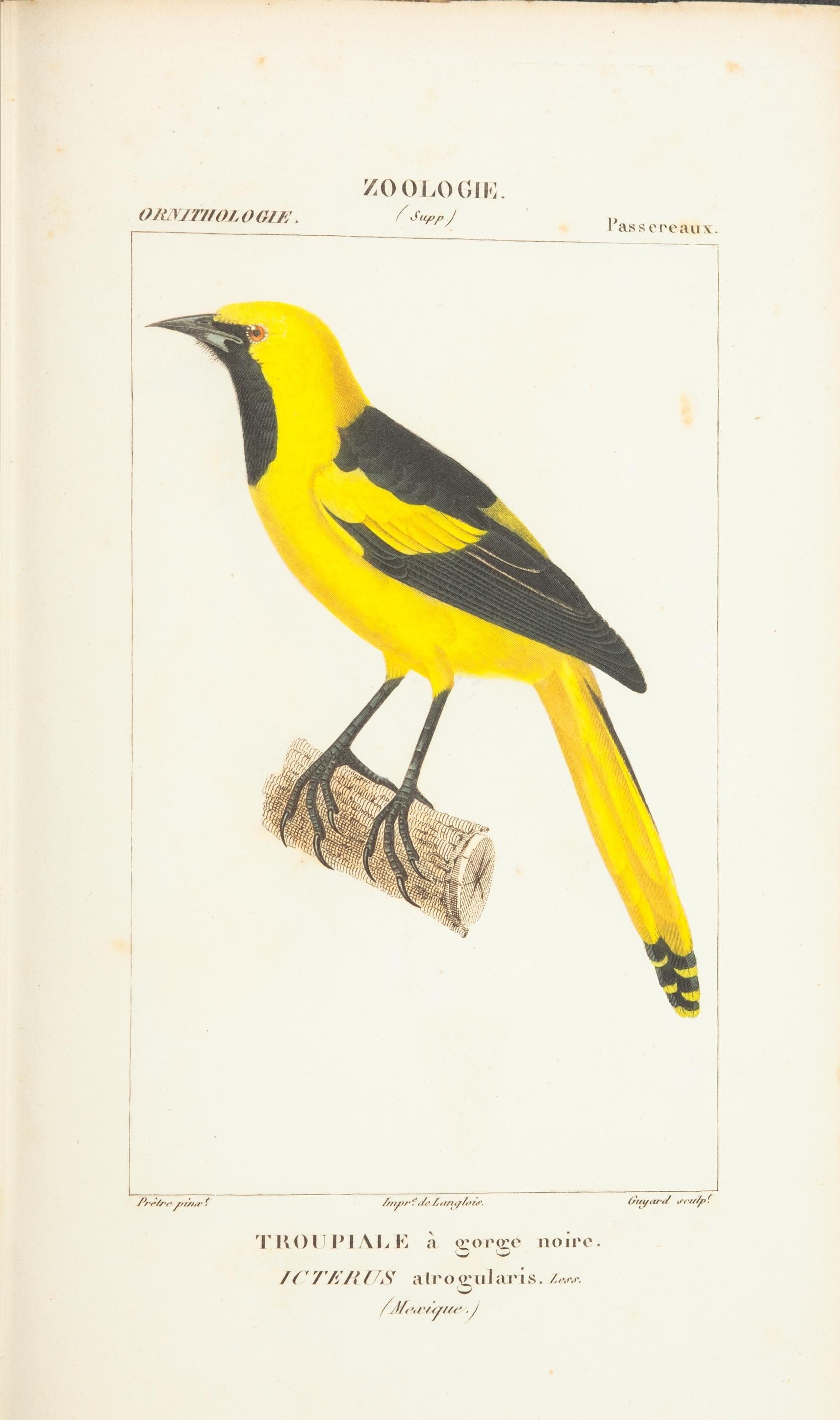 Yellow Oriole (Icterus nigrogularis) historical zoological illustration