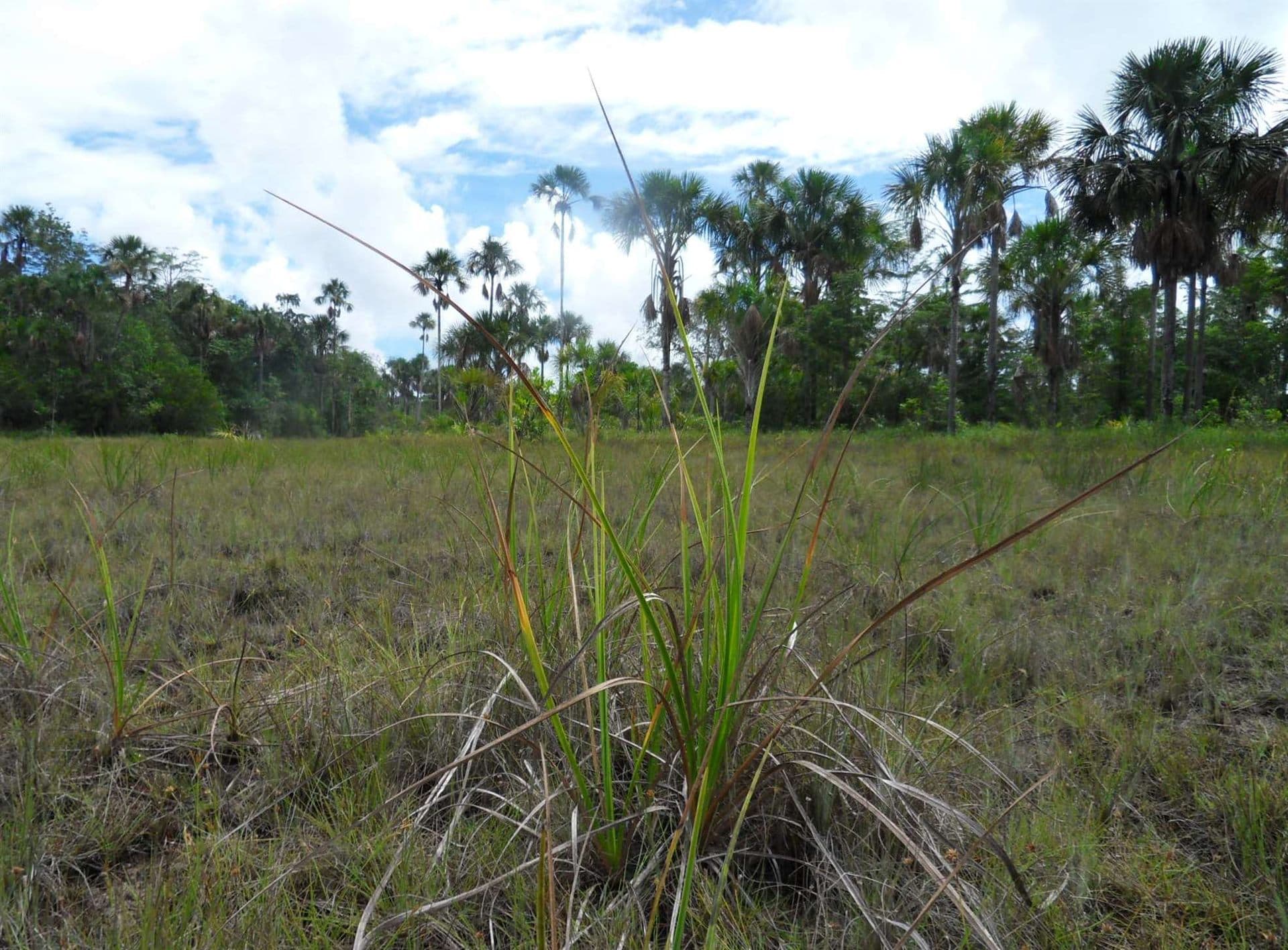 Aripo Savannas with grasses, sedges and Palm Forest, central Trinidad