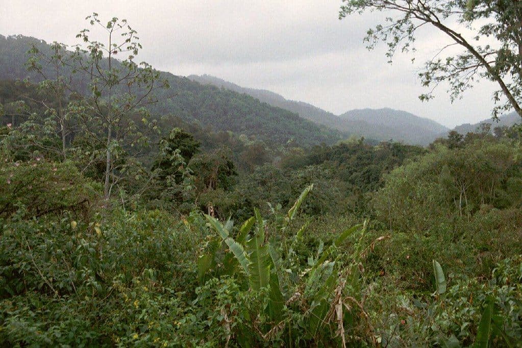 Forested slopes of the Northern Range viewed from Asa Wright Nature Centre, Trinidad