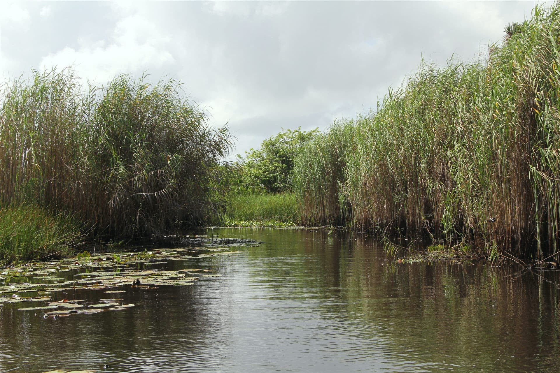 Nariva Swamp, east Trinidad (wetland landscape surrounding Bush Bush Wildlife Sanctuary)