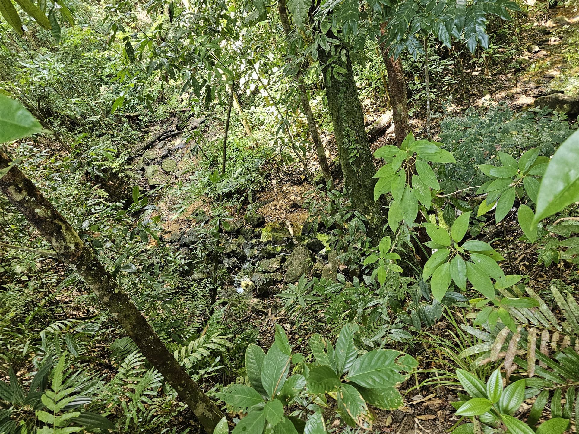 Dense tropical forest interior with rocky stream bed, southwest Trinidad