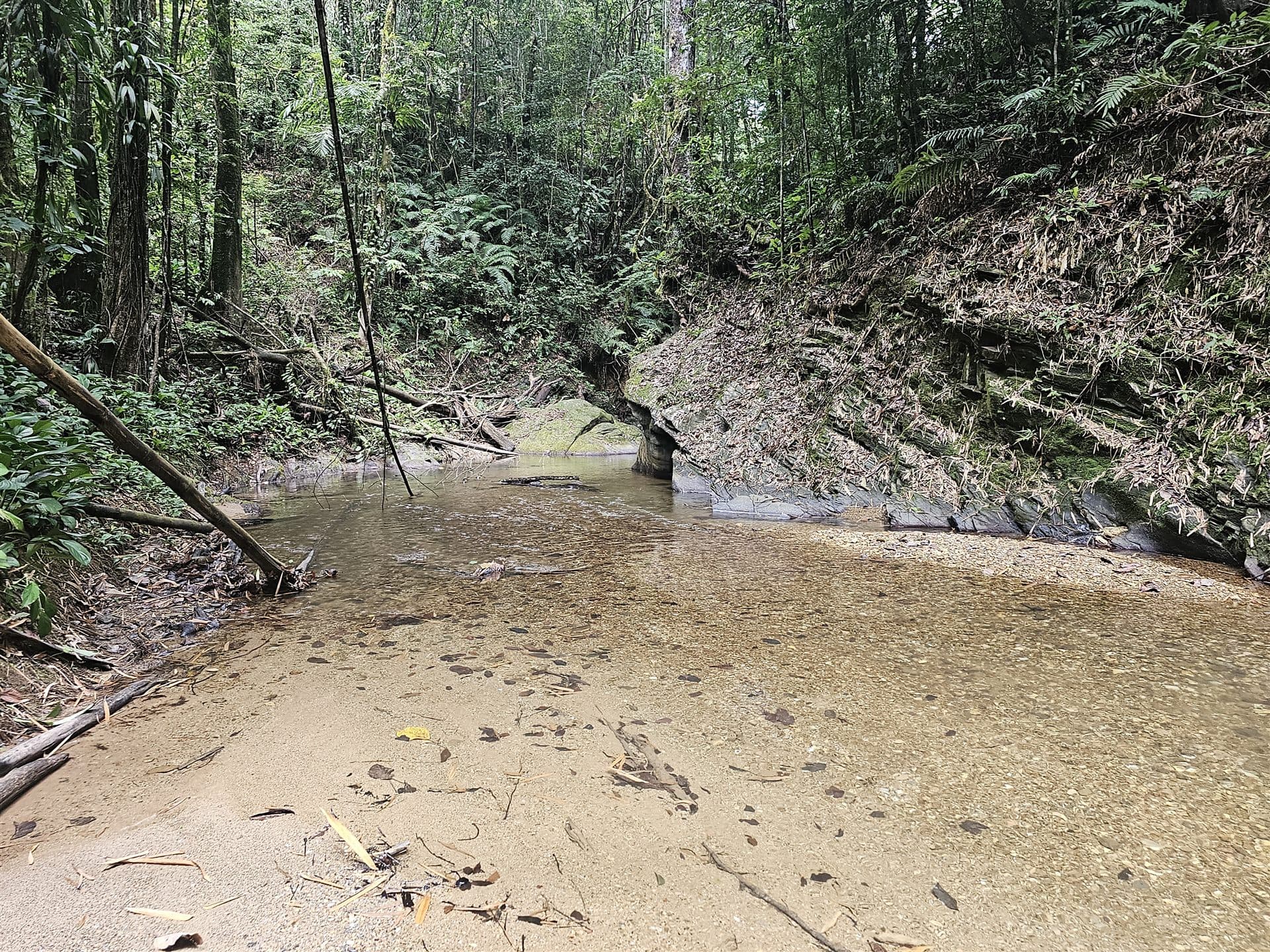 Forest river with clear water and lush tropical canopy, Trinity Hills, Trinidad