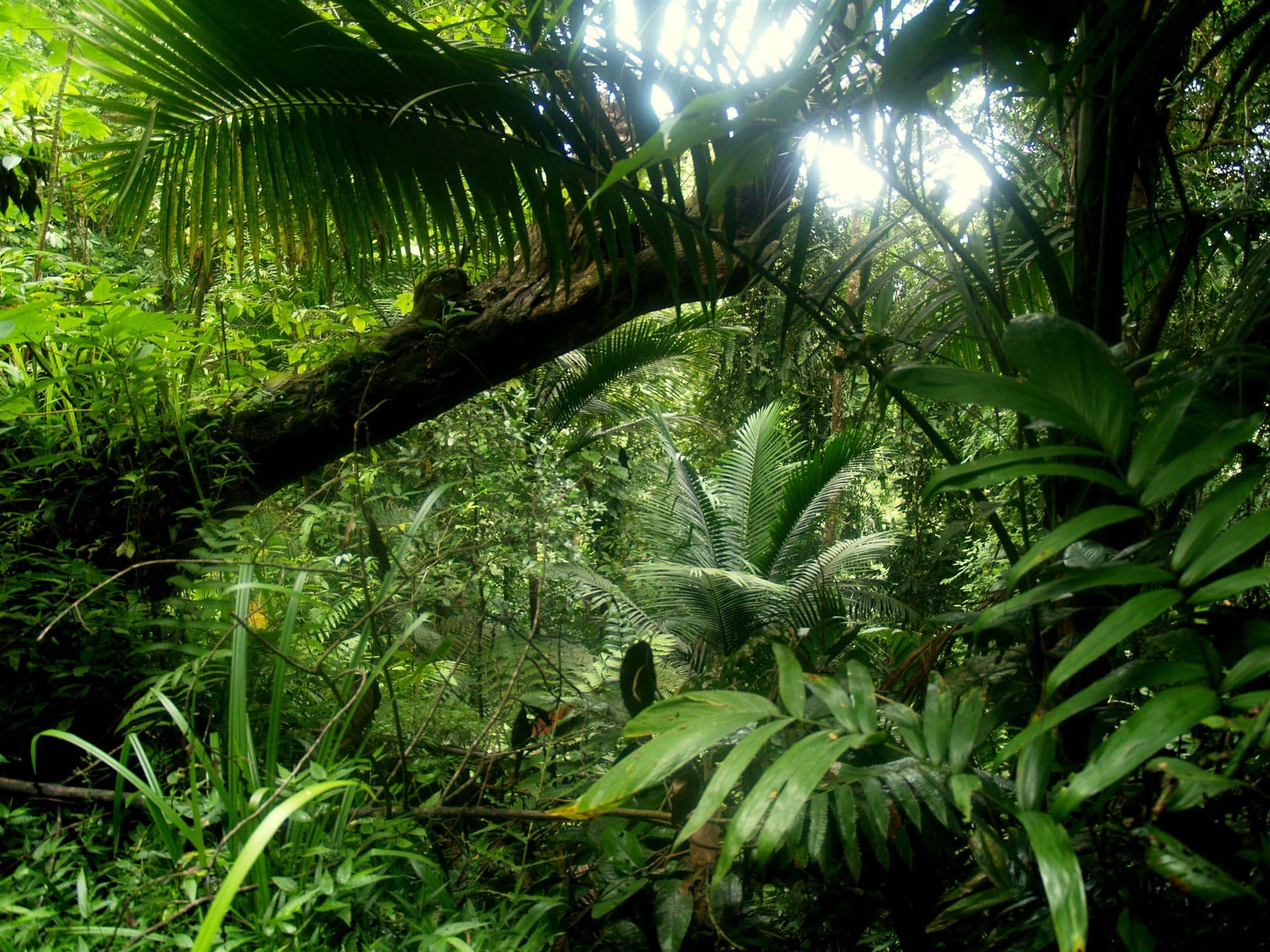 Gilpin Trace rainforest, Tobago Forest Reserve (representative T&T lowland forest)
