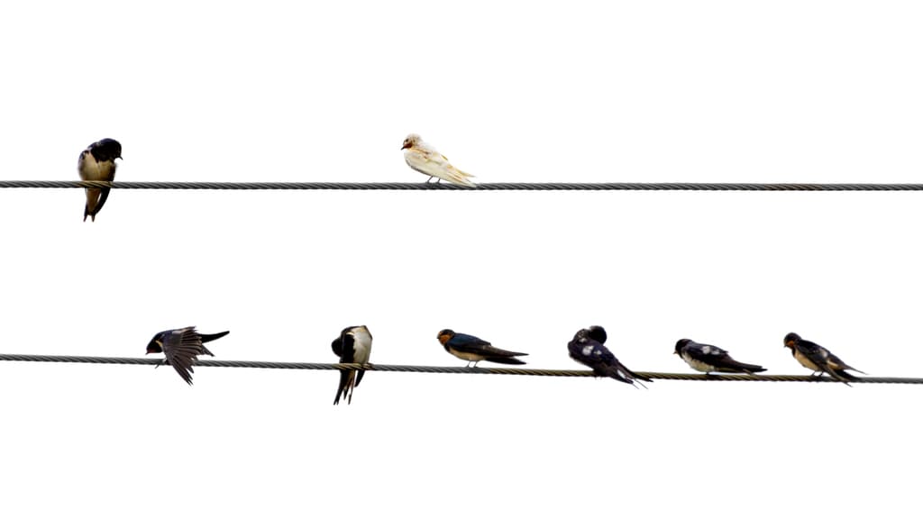 Barn Swallows perched on wires, a familiar migratory visitor to Trinidad and Tobago