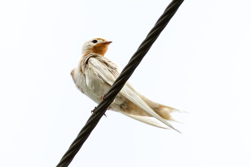Barn Swallow (Hirundo rustica) perched portrait