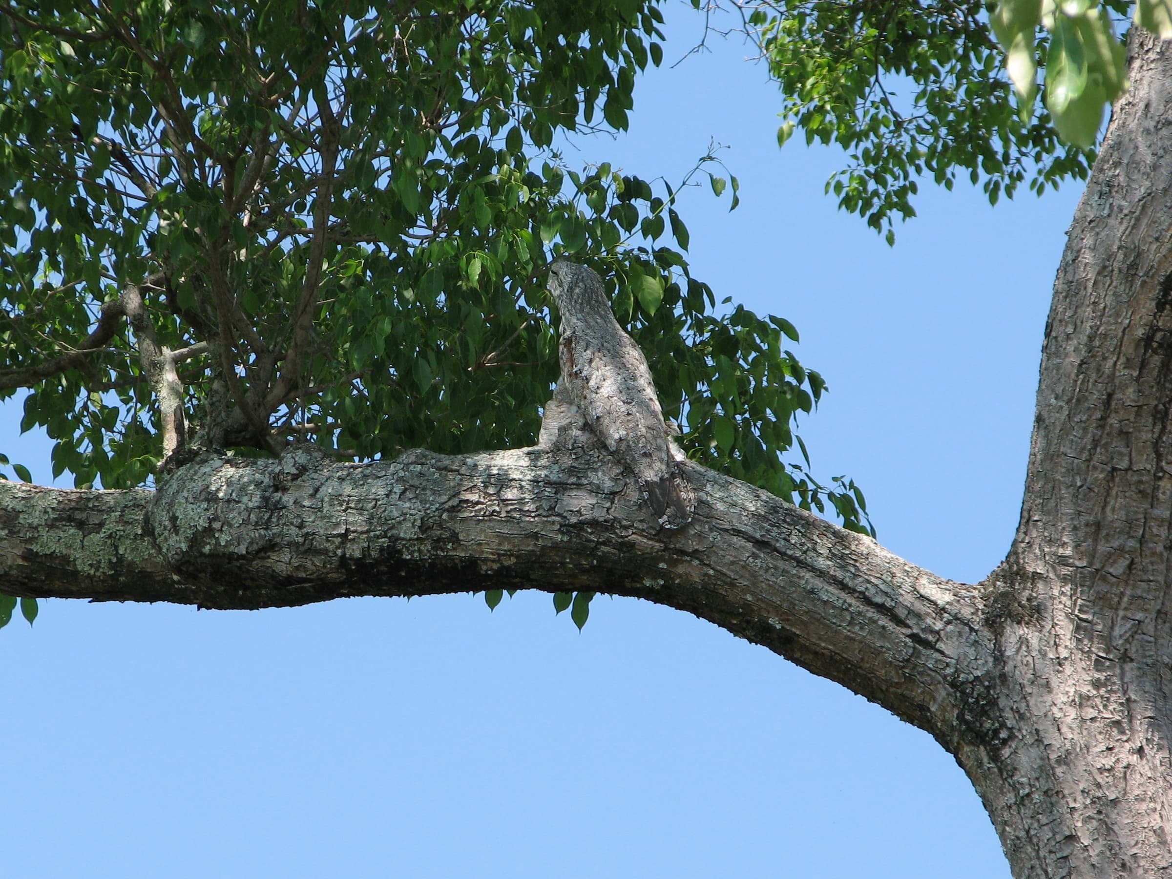 Common Potoo roosting on a branch in the Pantanal, Brazil