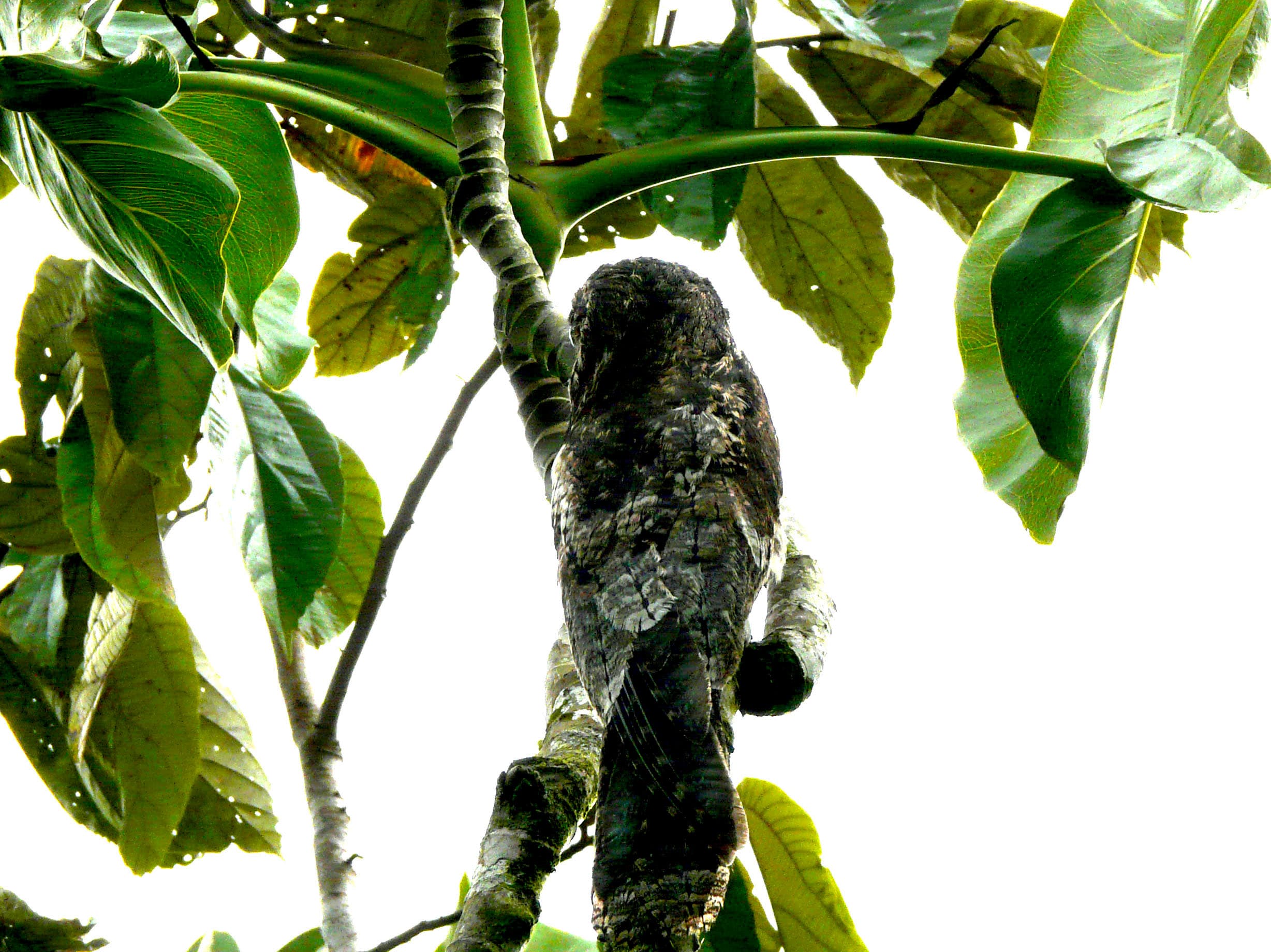 Common Potoo (Nyctibius griseus) roosting camouflaged on a branch in Ecuador