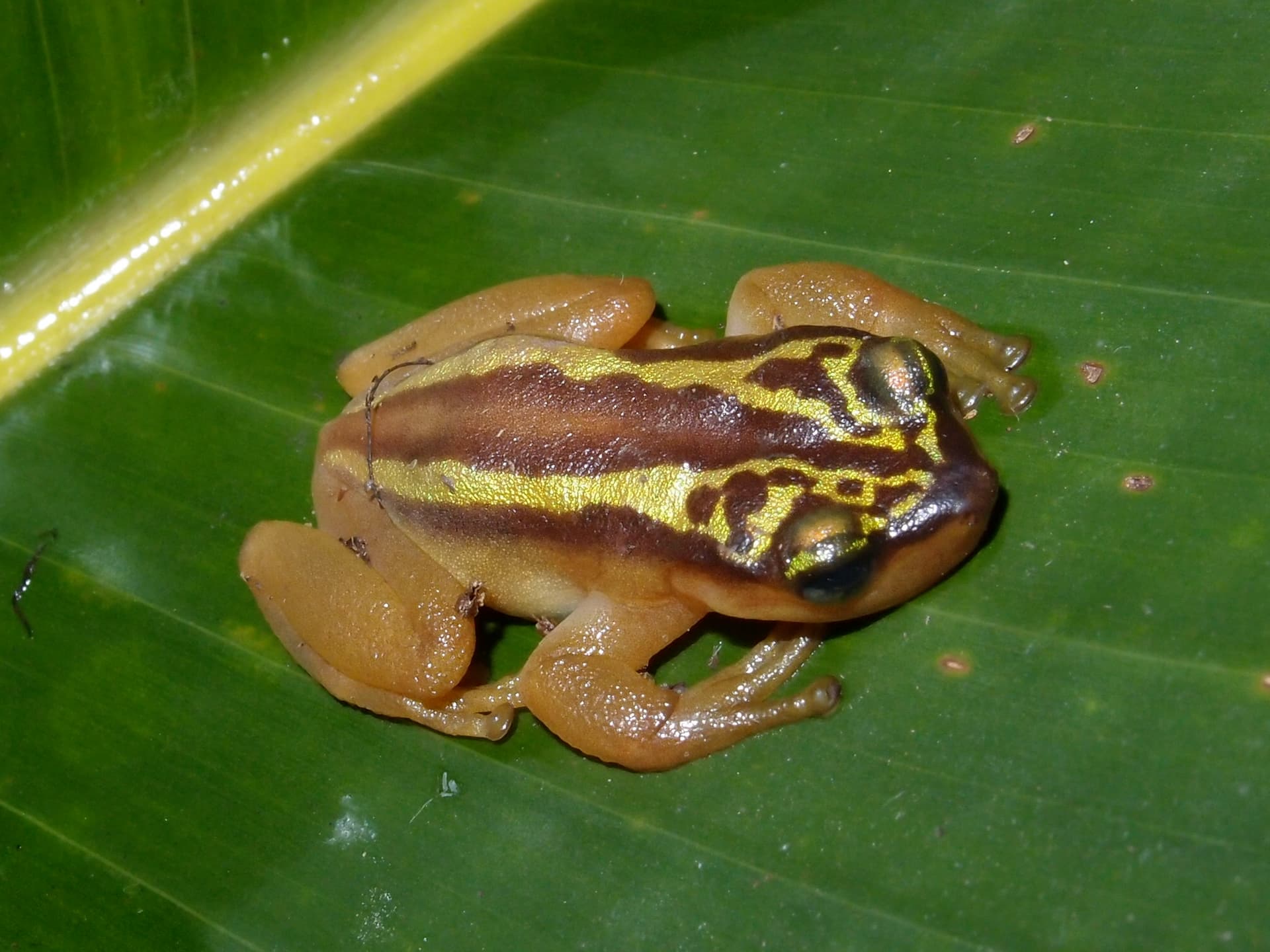 Golden Tree Frog on a bromeliad leaf at El Tucuche, Northern Range, Trinidad